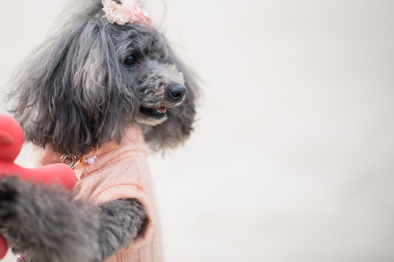 かまってほしくてしょうがないワンちゃんの写真 画像 を無料ダウンロード フリー素材のぱくたそ