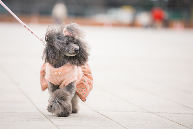 「動物 フリー」の画像検索結果