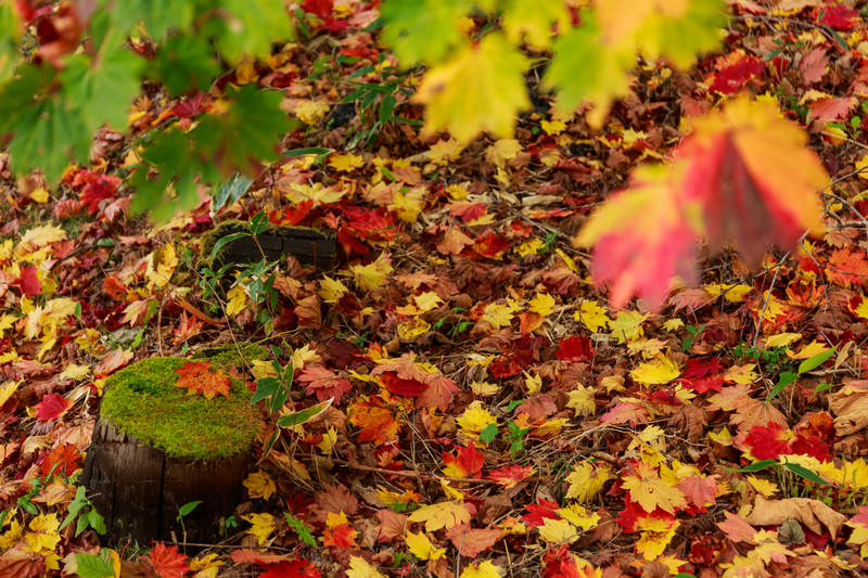 落葉（紅葉の季節）の無料写真素材