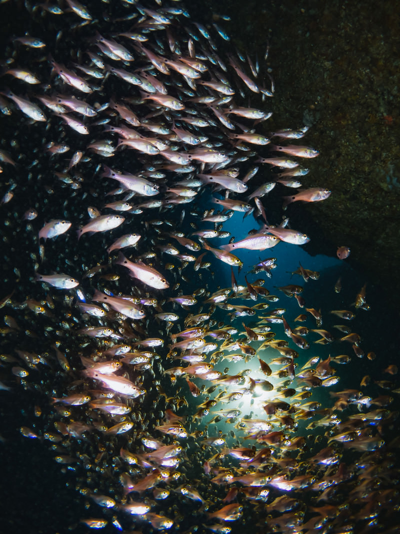 「群れで泳ぐキンメモドキ | フリー素材のぱくたそ」の写真