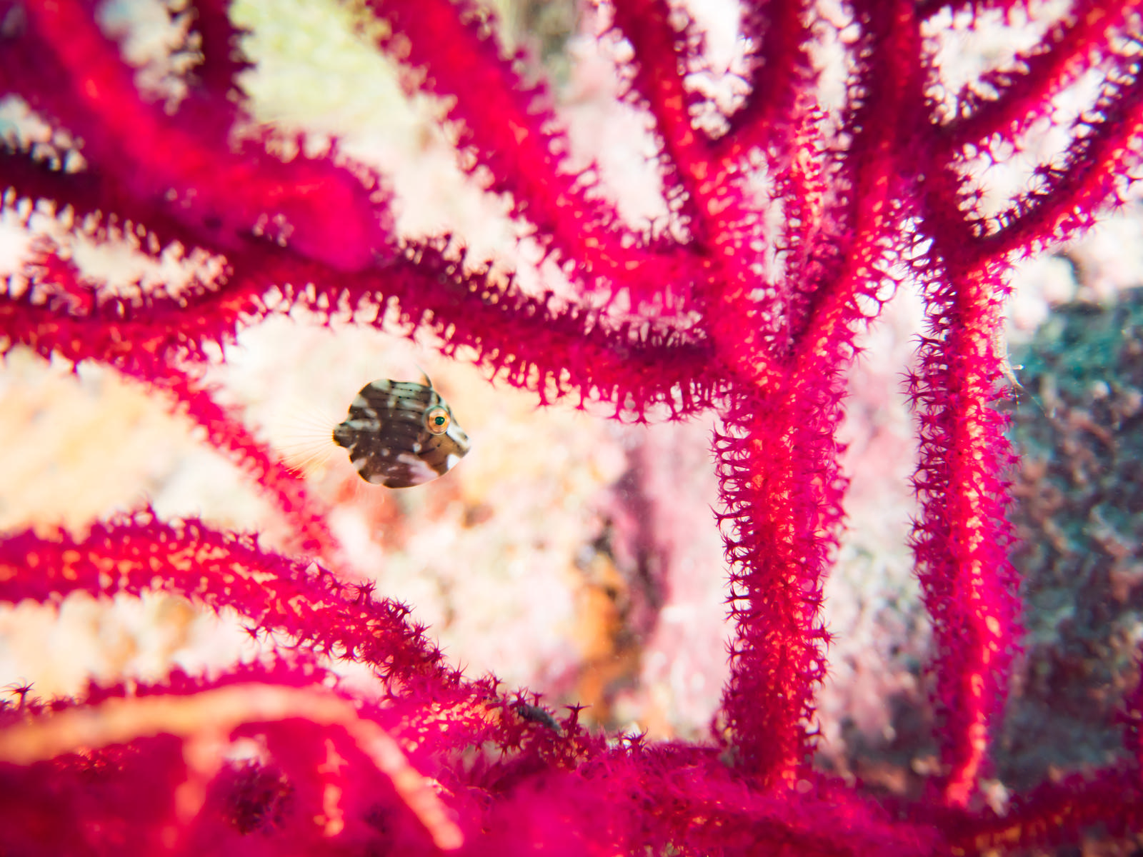 「血管のように拡がる珊瑚と泳ぐアオサハギ」の写真