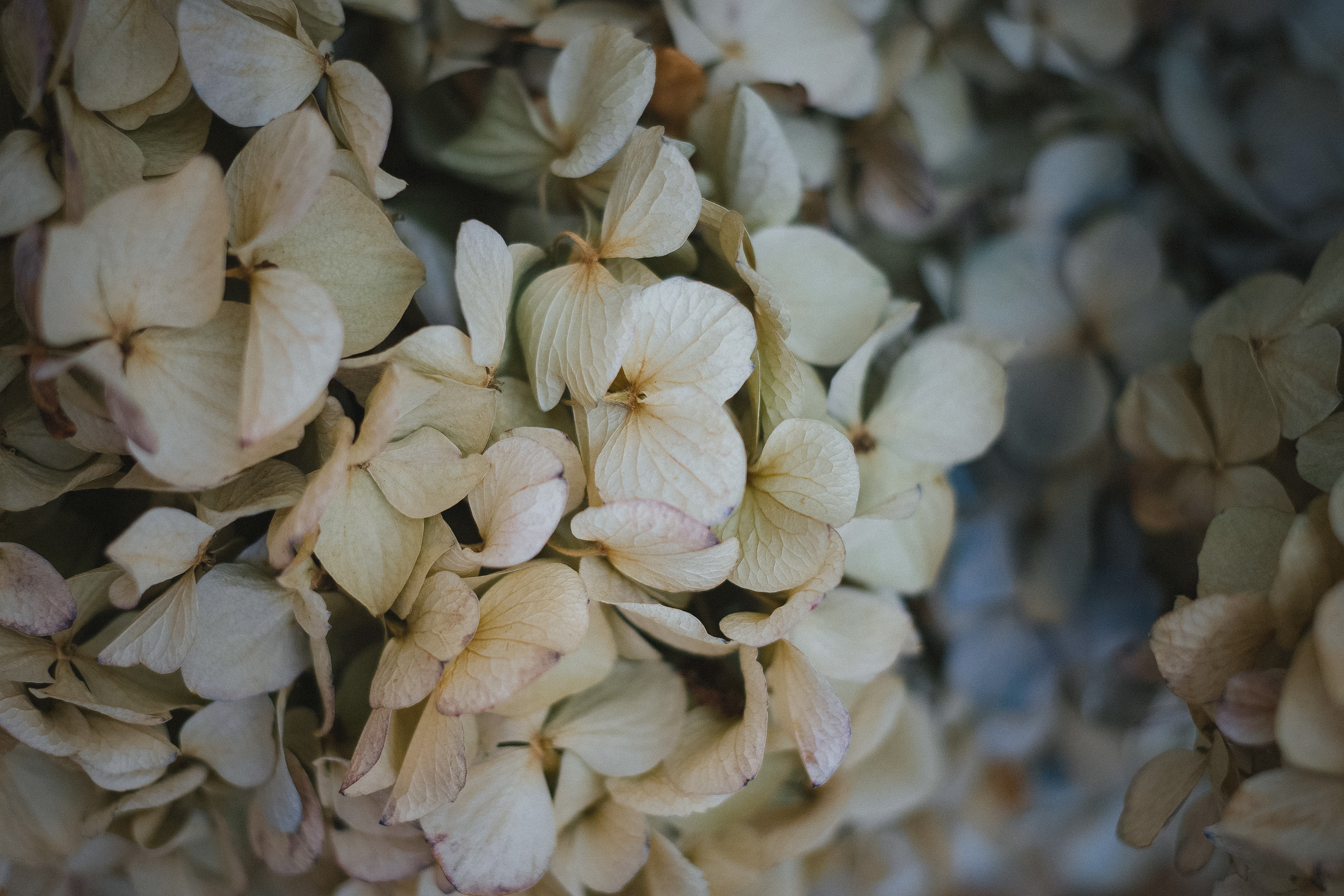 梅雨明けの枯れた紫陽花の写真を無料ダウンロード フリー素材 ぱくたそ