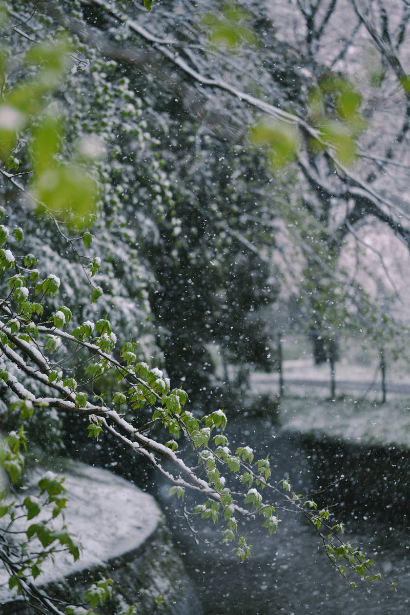 「新緑に降り積もる雪」の写真