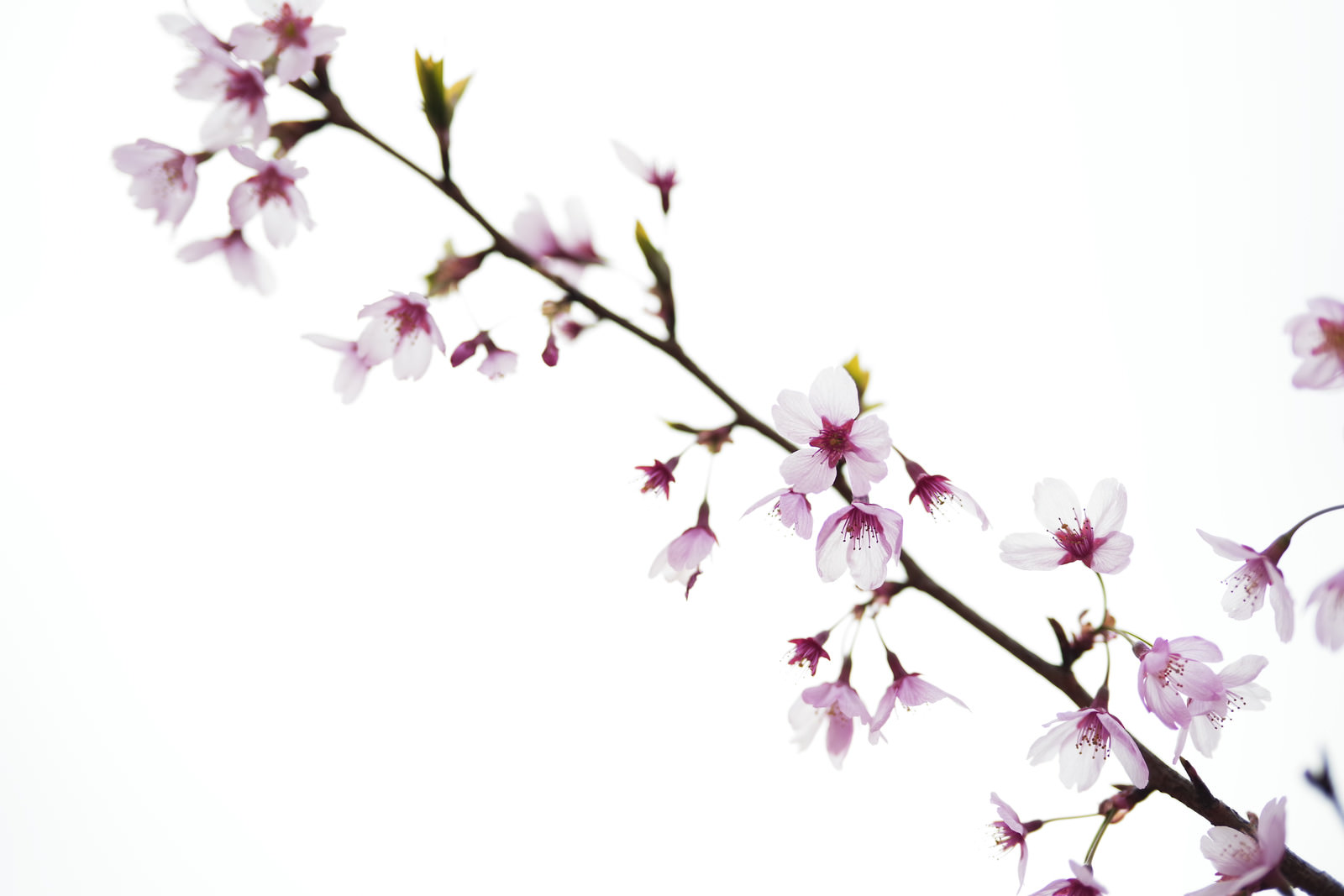 曇り空の下の桜の花びらの写真素材 ぱくたそ