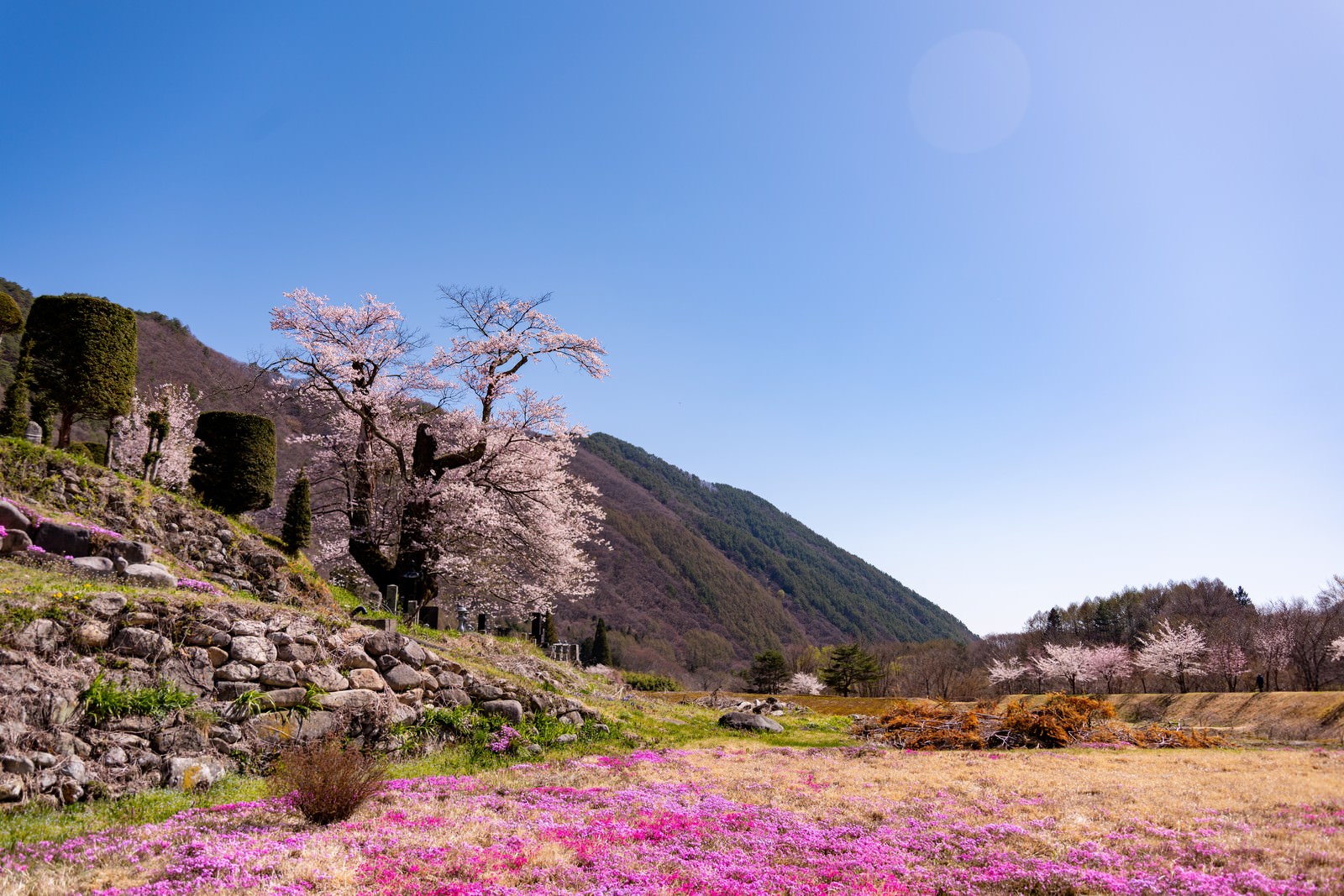 「大布施の彼岸桜と芝桜の風景」の写真