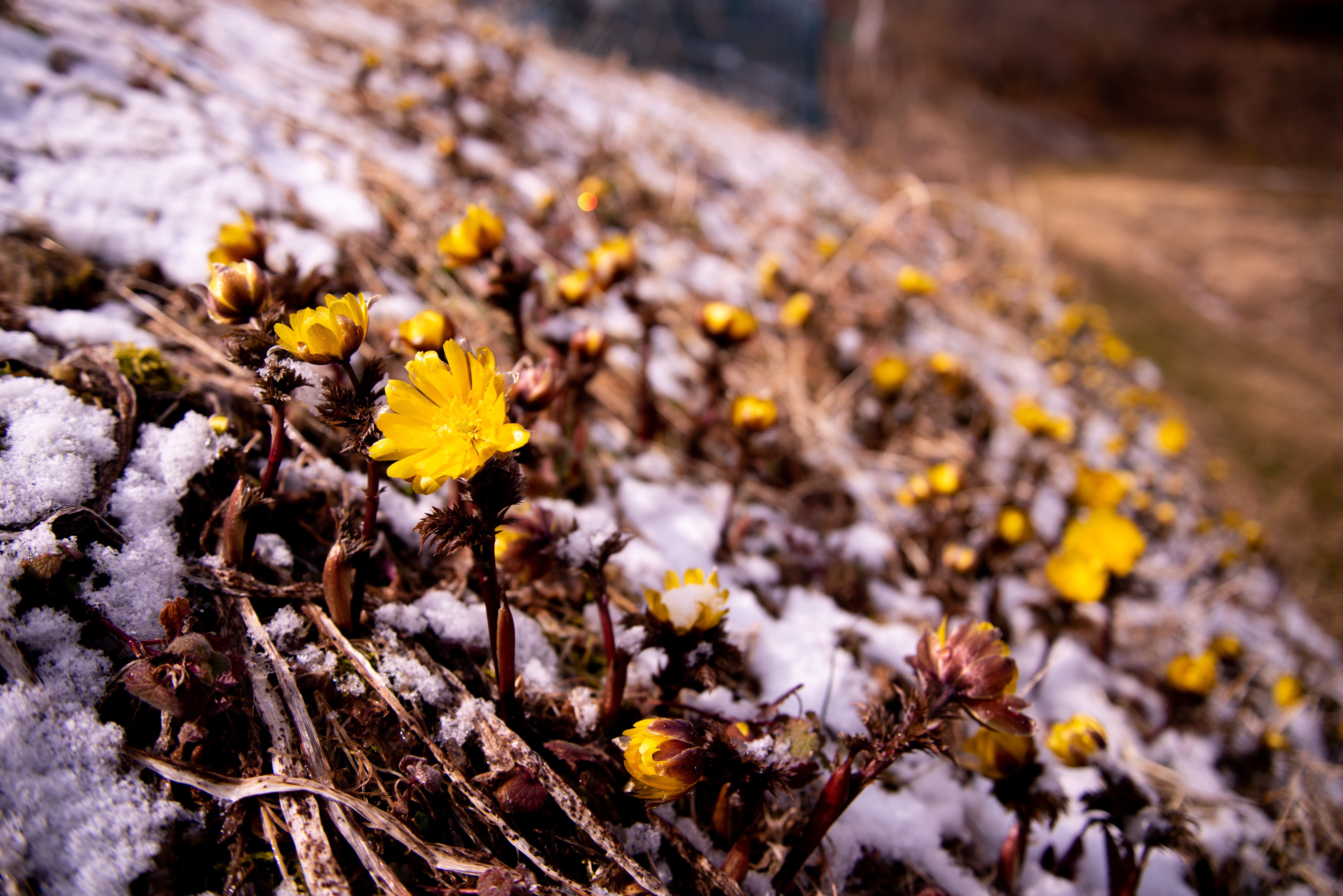 雪解け福寿草 唐沢 の写真を無料ダウンロード フリー素材 ぱくたそ 雪解け福寿草 唐沢 の写真を無料ダウンロード フリー素材 ぱくたそ