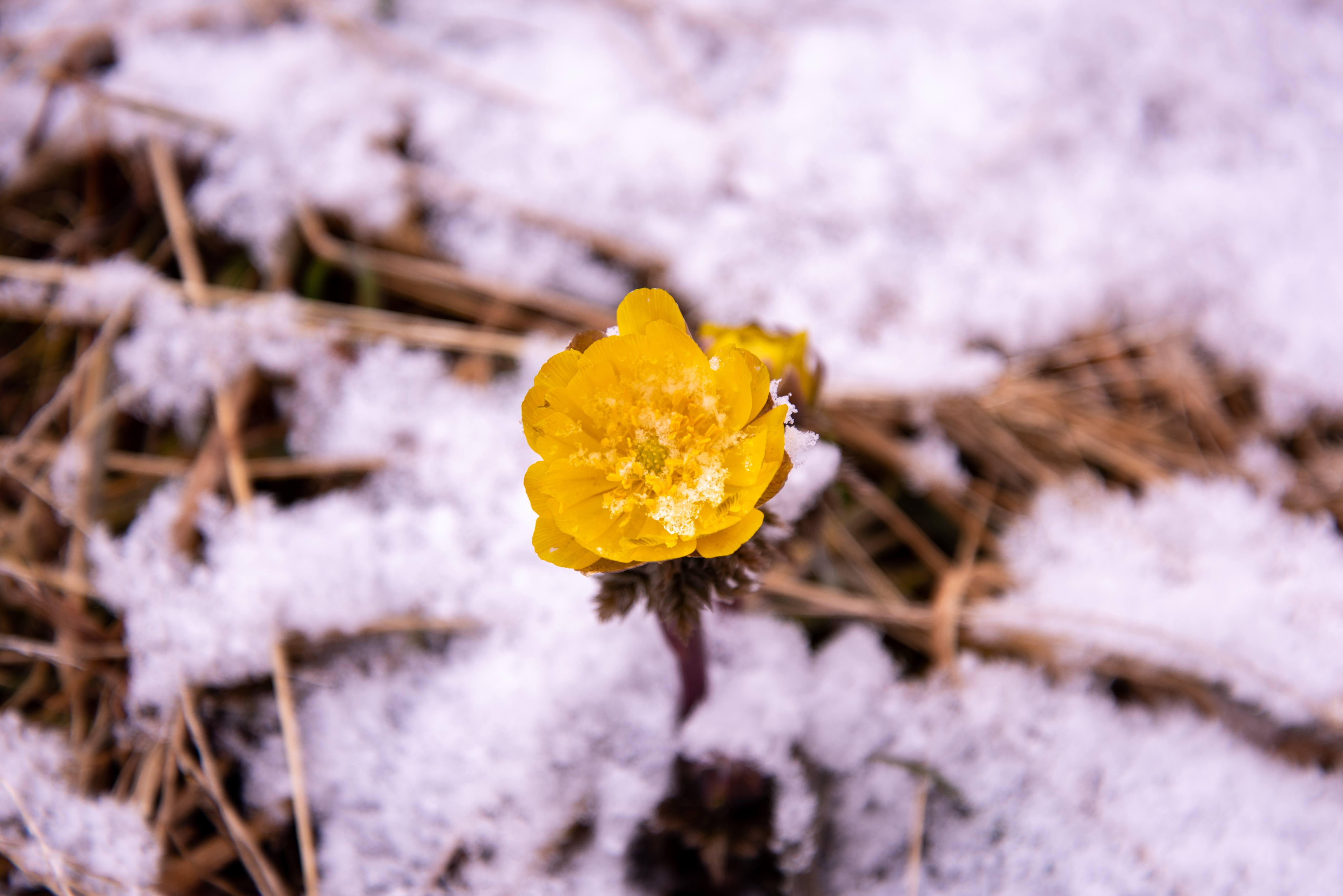 雪から顔を出す福寿草の花の写真 画像 を無料ダウンロード フリー素材のぱくたそ 雪から顔を出す福寿草の花の写真 画像 を無料ダウンロード フリー素材のぱくたそ