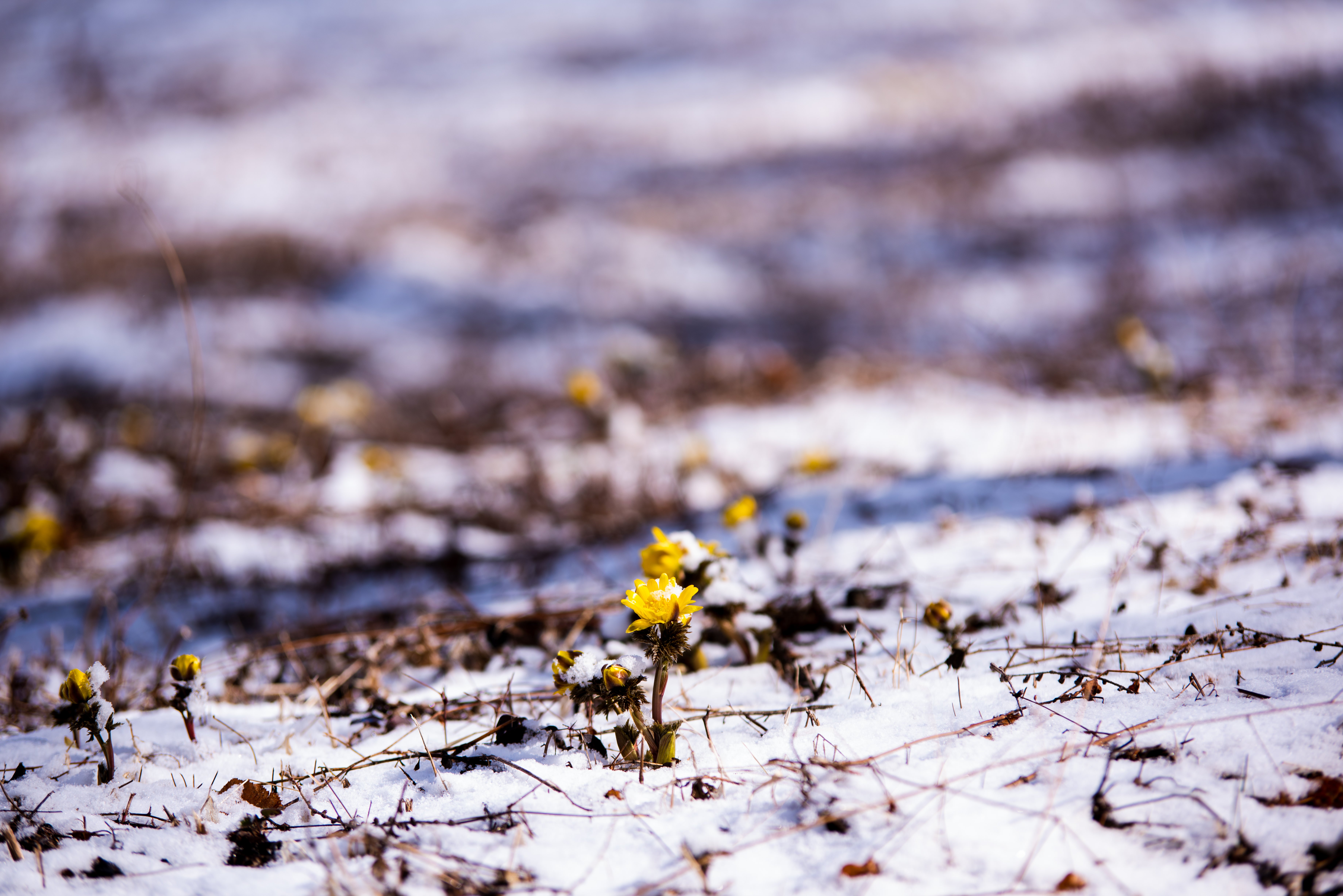 群生地で始まる福寿草の開花 唐沢 の写真 画像 を無料ダウンロード フリー素材のぱくたそ 群生地で始まる福寿草の開花 唐沢 の写真 画像 を無料ダウンロード フリー素材のぱくたそ