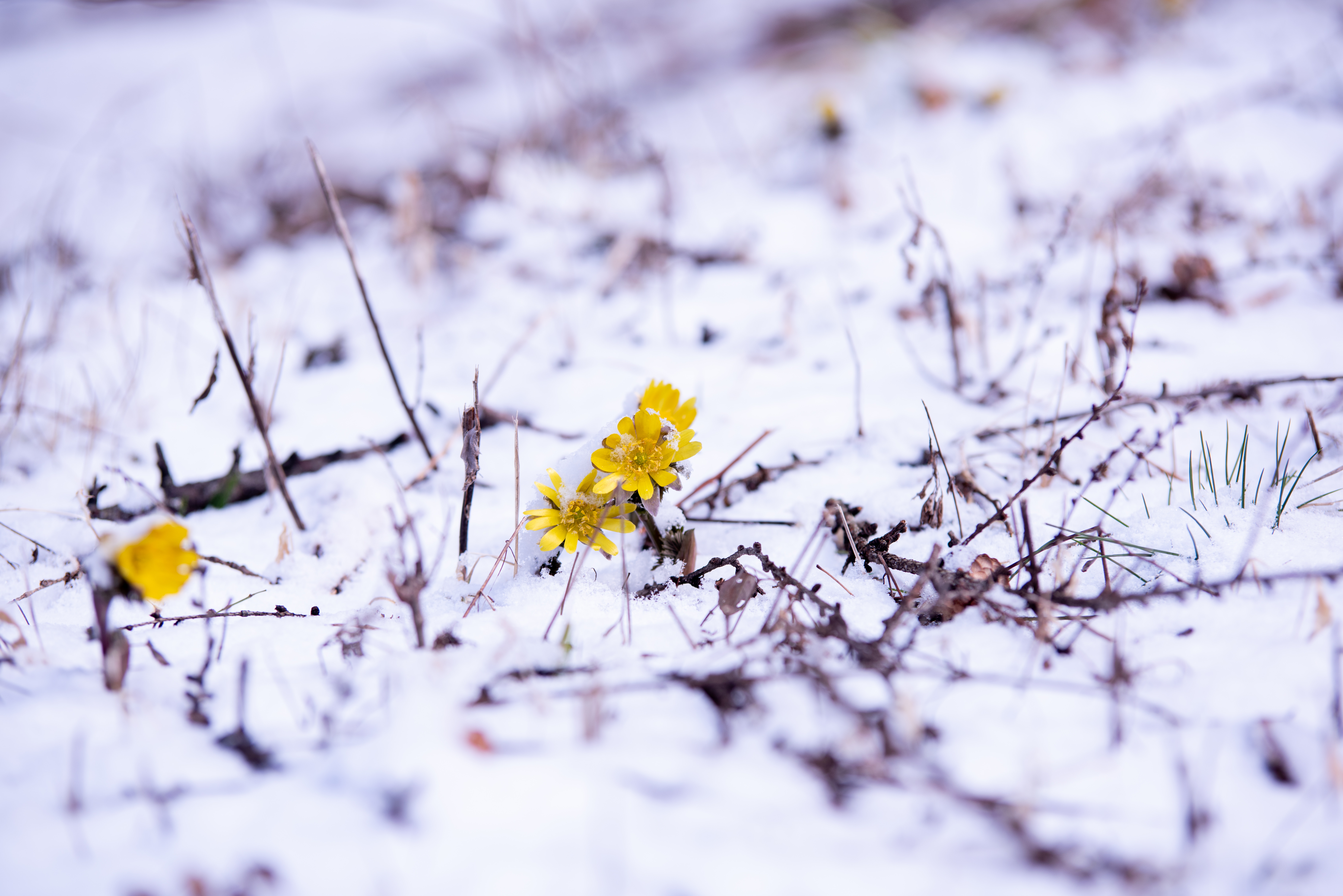 残雪の群生地で開花する福寿草 唐沢 の写真を無料ダウンロード フリー素材 ぱくたそ