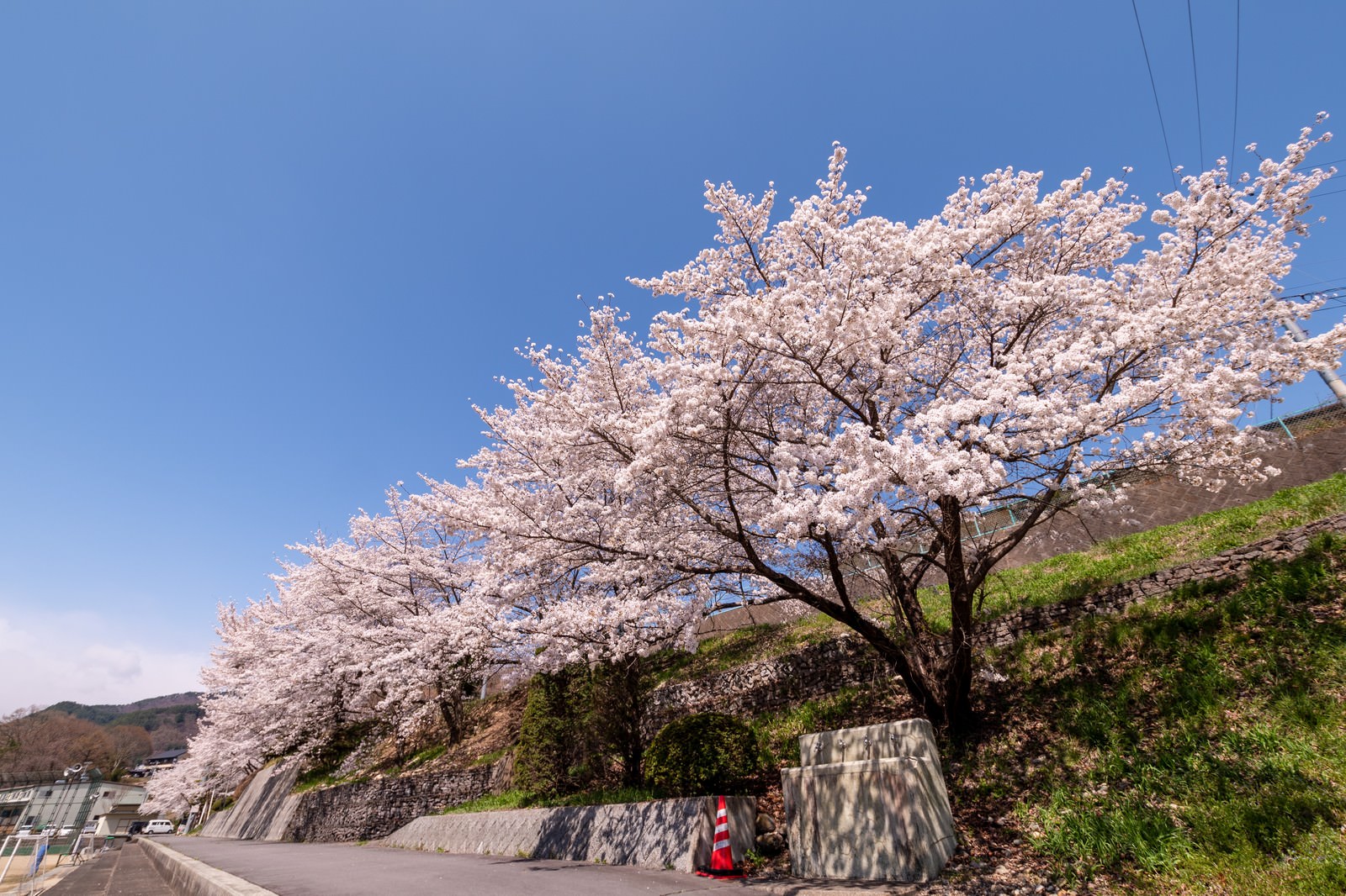 「武石グラウンドの道路沿いに咲く桜 | フリー素材のぱくたそ」の写真