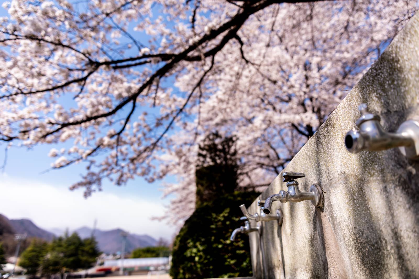 ãæ°´é£²ã¿å ´ã®èå£ã¨æºéã®æ¡ï¼æ­¦ç³ã°ã©ã¦ã³ãï¼ã