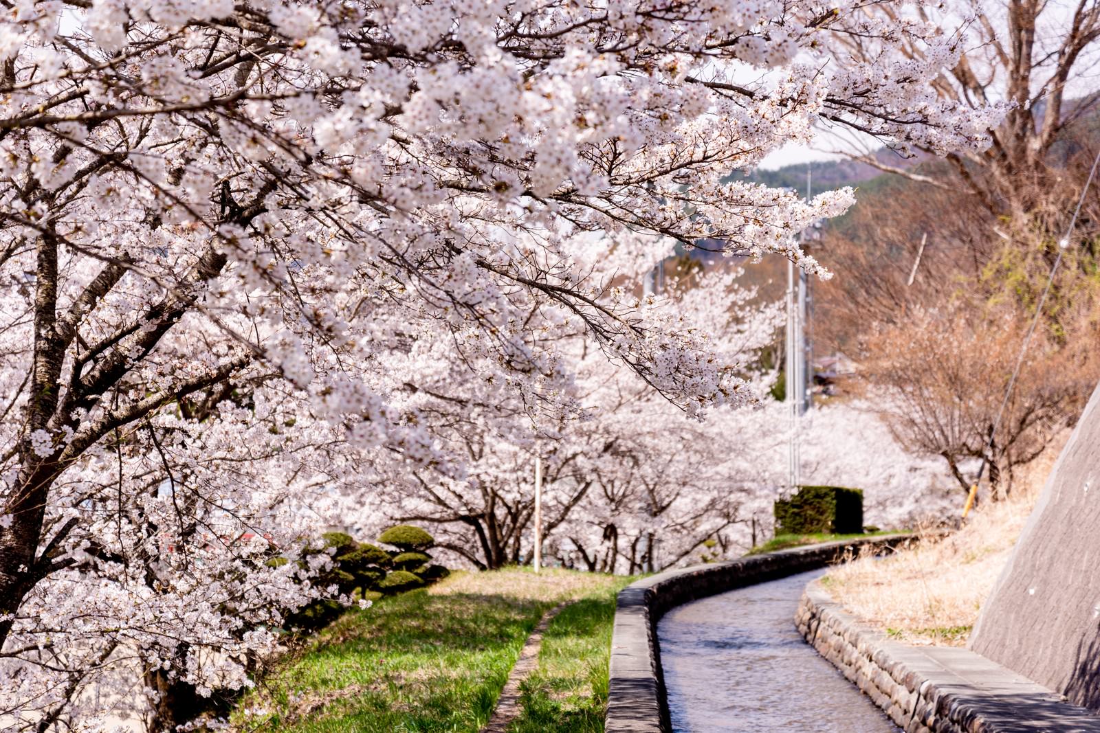 ãæ­¦ç³ã°ã©ã¦ã³ãã®æ­©éæ²¿ãã«å²ãæ¡ä¸¦æ¨ã