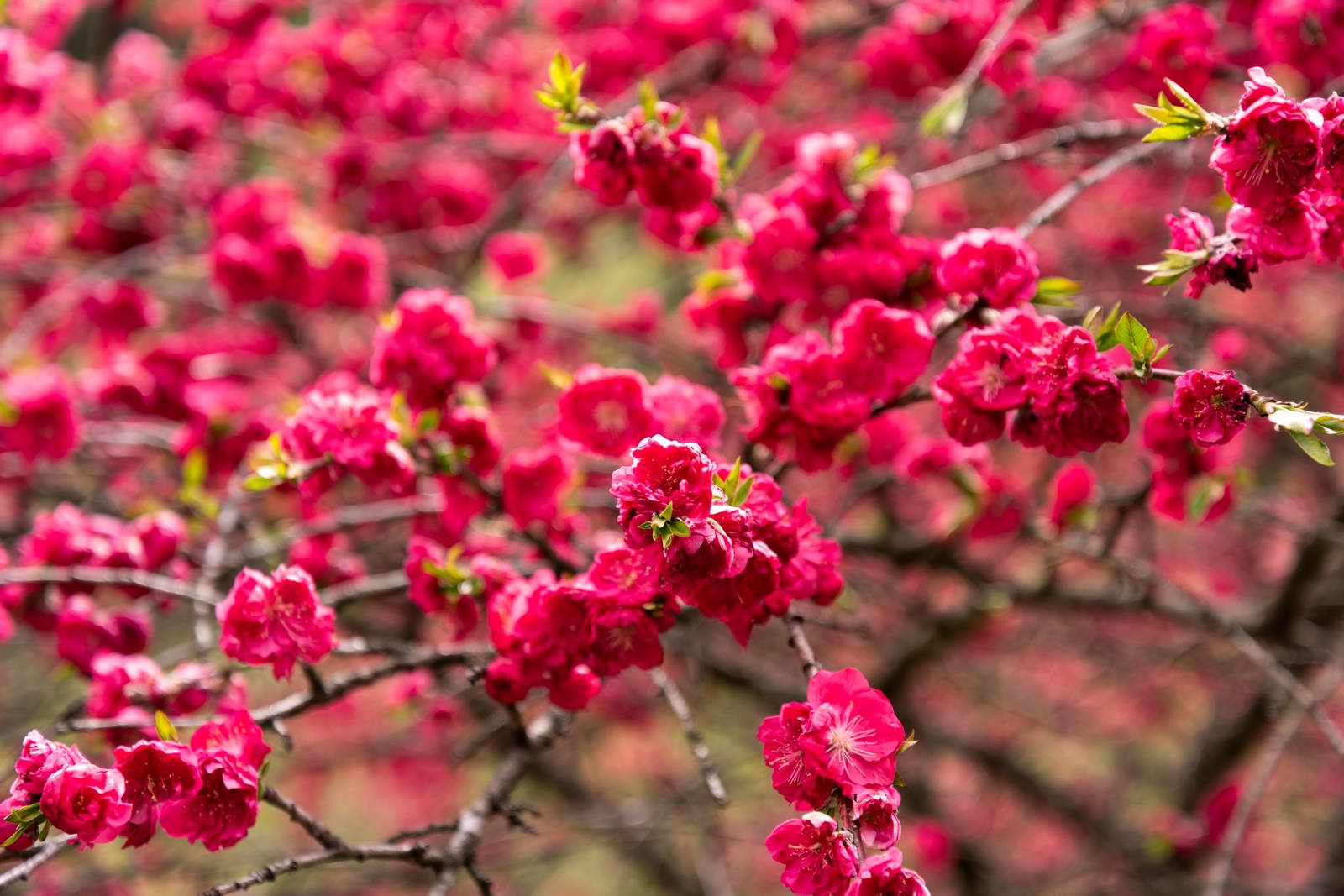 「紅色の花桃（余里の一里）」の写真