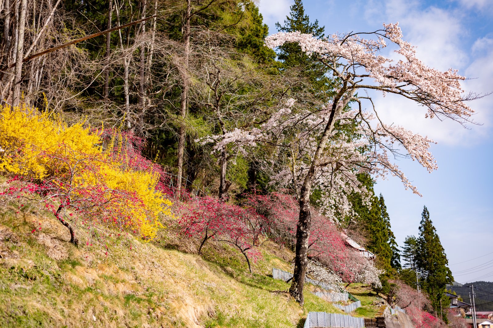 麓に咲く春色の草木花 余里の一里 無料の写真素材はフリー素材のぱくたそ