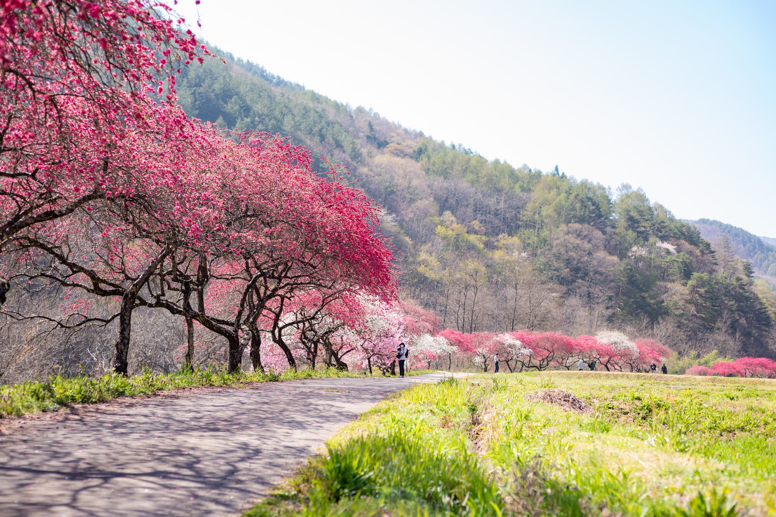 遊歩道沿いに花桃並木 余里の一里 の写真を無料ダウンロード フリー素材 ぱくたそ