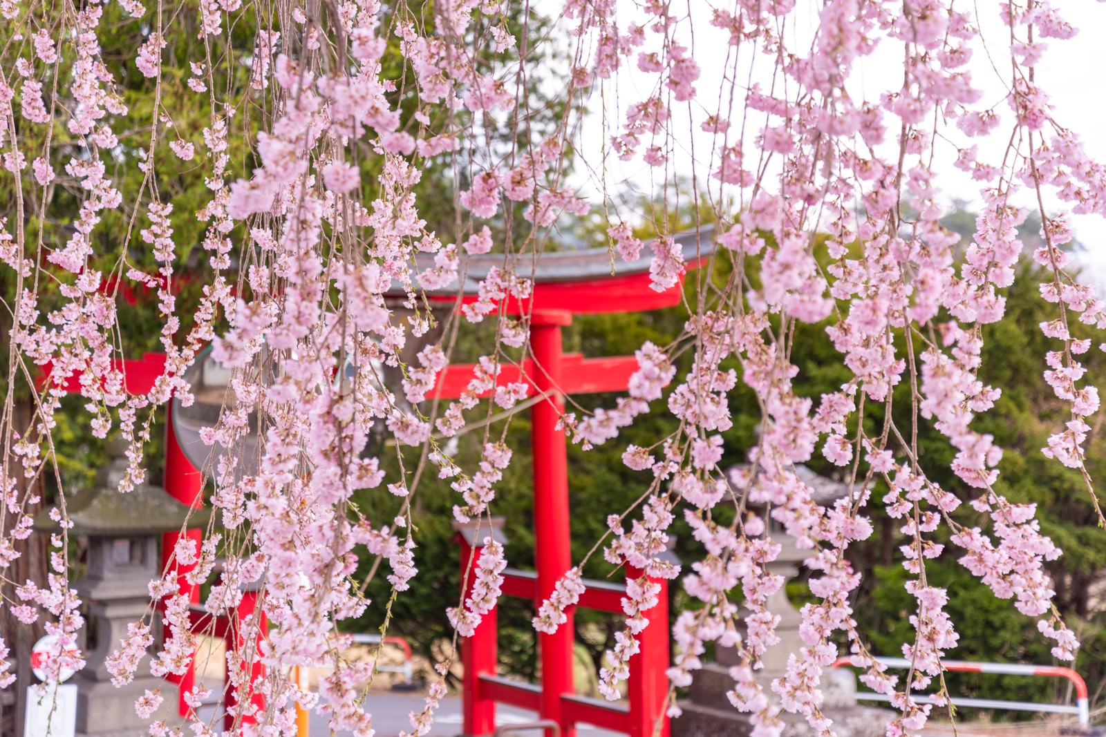 枝垂れ桜越しに見る鳥居の写真素材 ぱくたそ