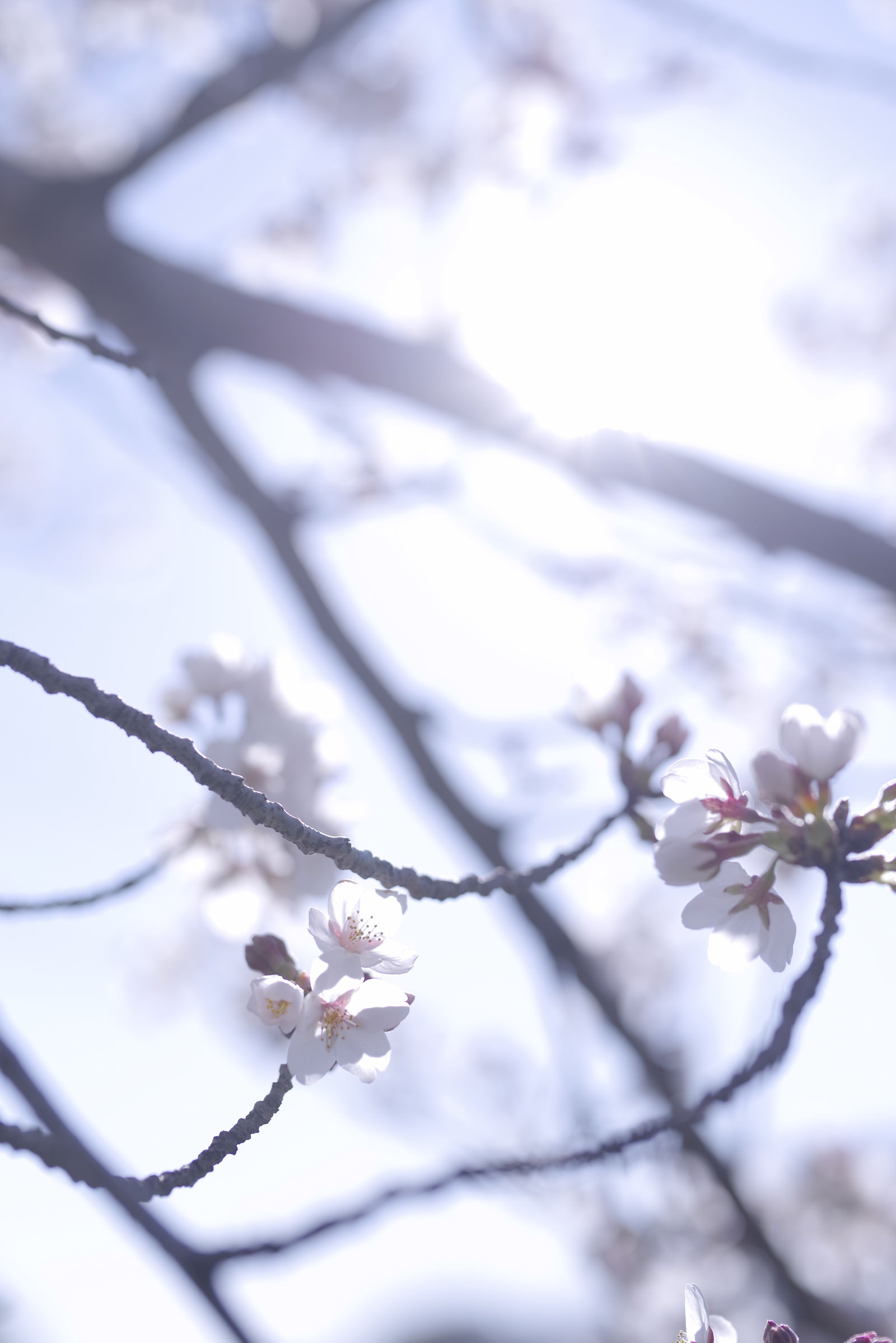 花のカテゴリに関連する写真素材 フリー素材 2217枚 ぱくたそ 花のカテゴリに関連する写真素材 フリー素材 2217枚 ぱくたそ