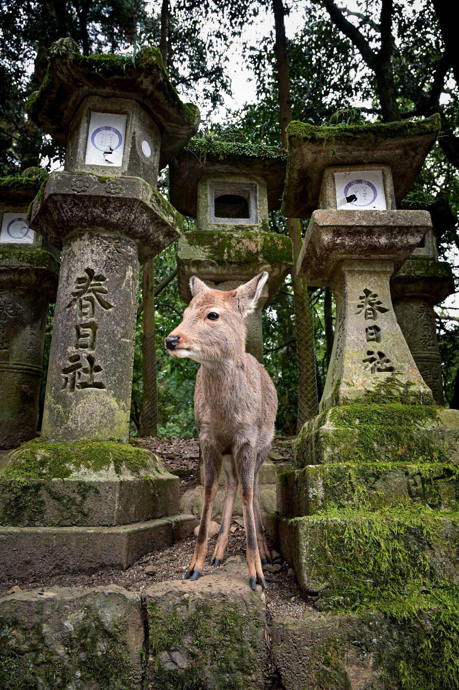 【2024】三越のお歳暮・冬ギフト 春日大社の石灯籠と子鹿の無料の写真素材 ID.34755｜フリー - その他
