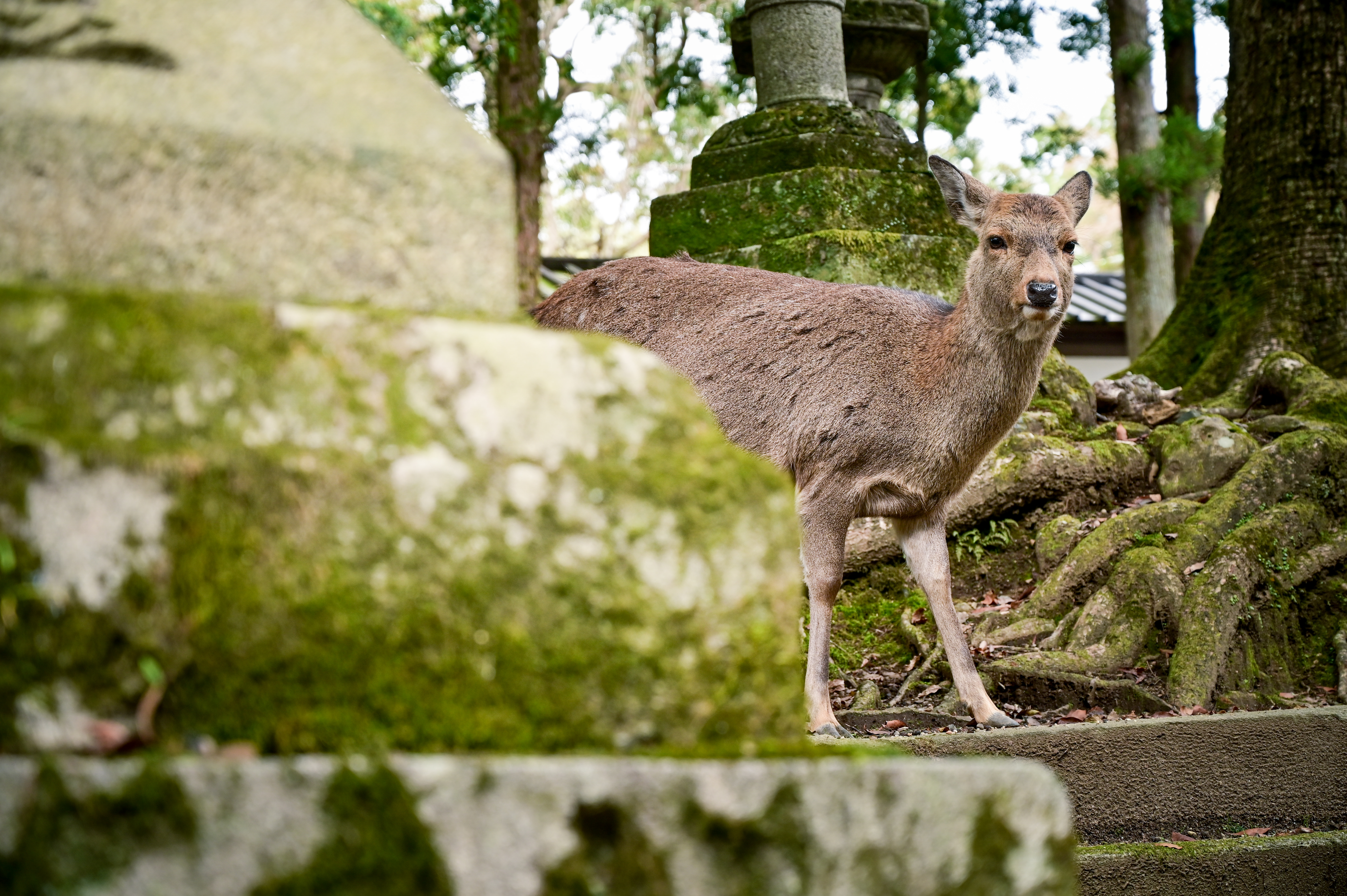 奈良の鹿があらわれたの写真を無料ダウンロード フリー素材 ぱくたそ