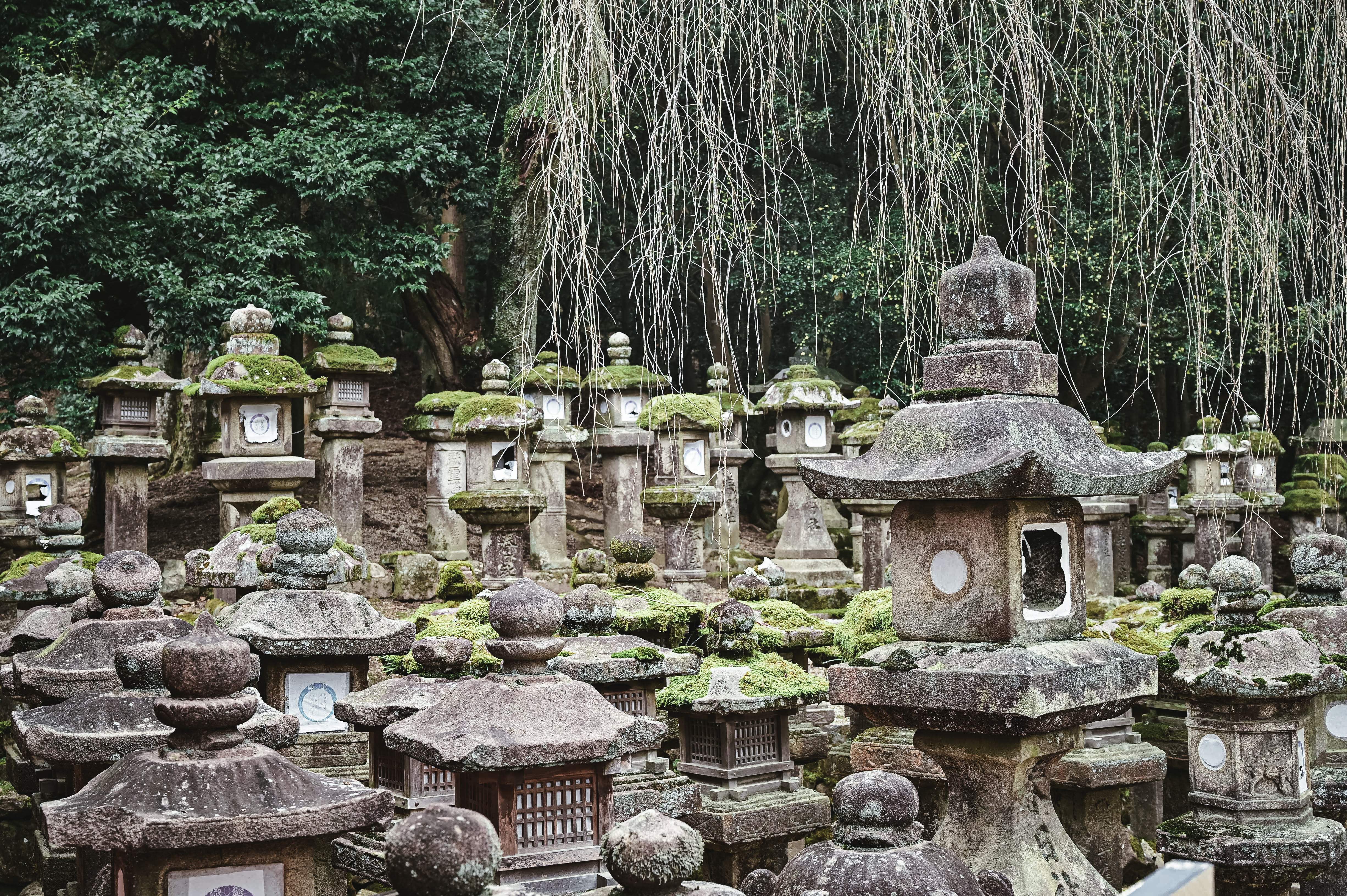 春日大社の石灯篭の無料の写真素材 フリー素材 をダウンロード ぱくたそ