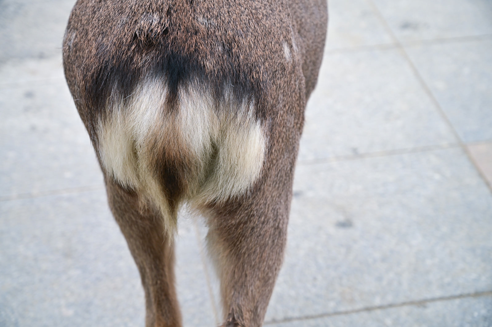 奈良の鹿の尻の写真を無料ダウンロード フリー素材 ぱくたそ