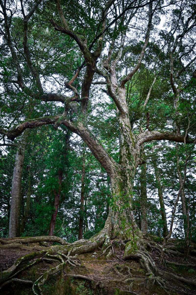 力強い樹木の写真 画像 を無料ダウンロード フリー素材のぱくたそ 力強い樹木の写真 画像 を無料ダウンロード フリー素材のぱくたそ