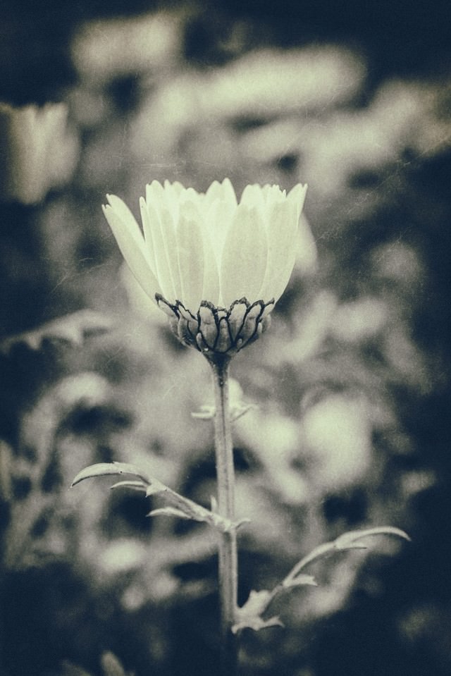 モノクロの一輪の花の写真 画像 フリー素材 ぱくたそ