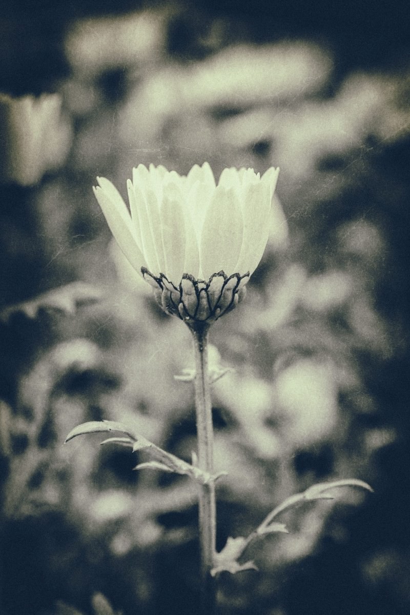 モノクロの一輪の花の写真 フリー素材は ぱくたそ 写真を無料ダウンロード