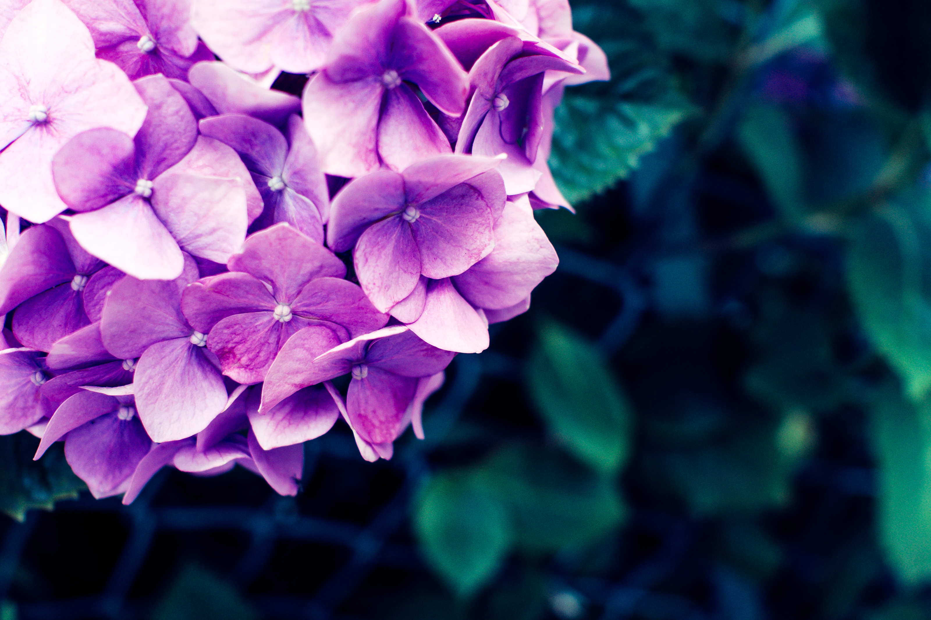 あじさいの花の写真素材 ぱくたそ