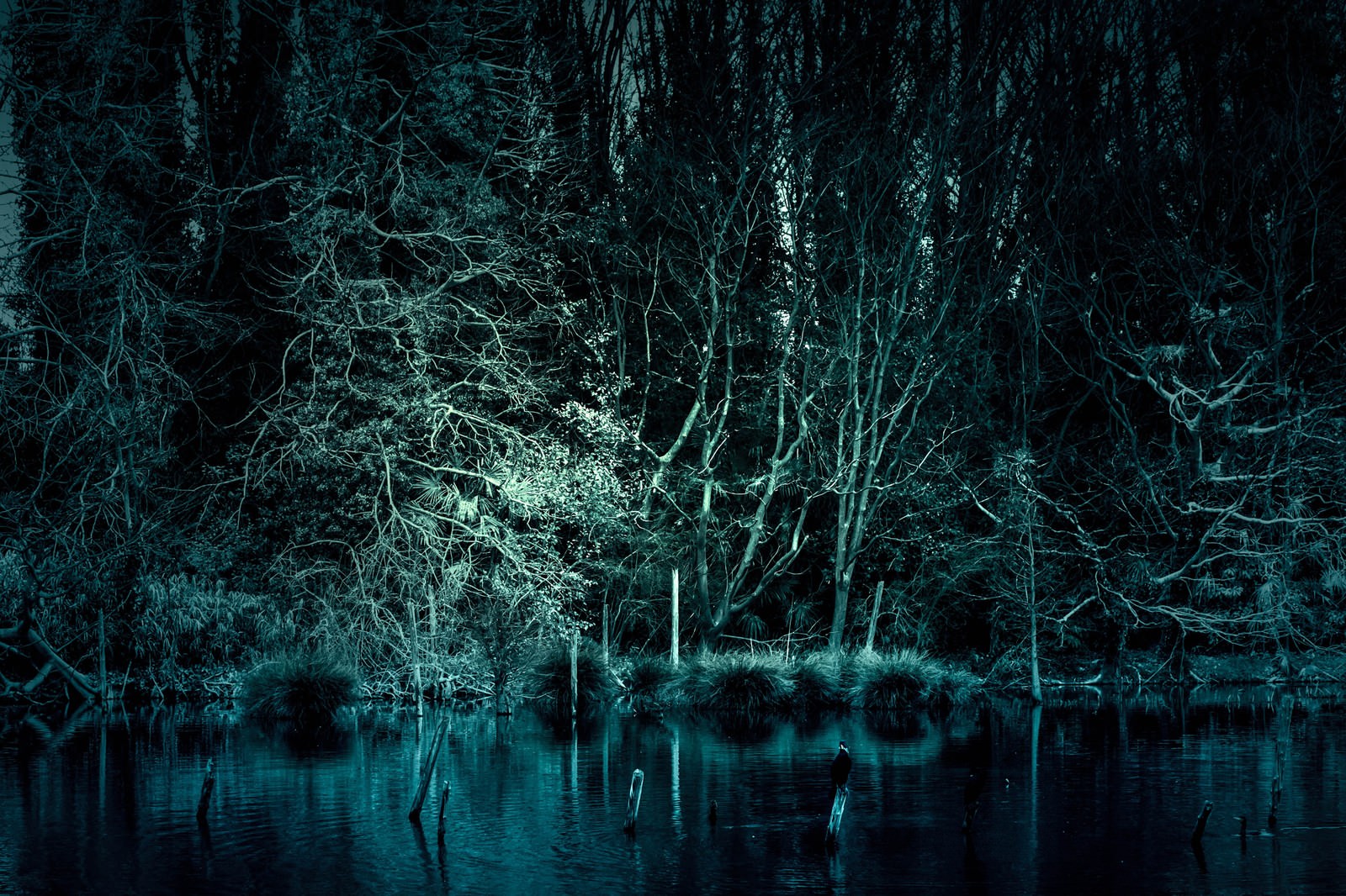 魔物が棲んでいそうな森の写真 フリー素材は ぱくたそ 写真を無料ダウンロード