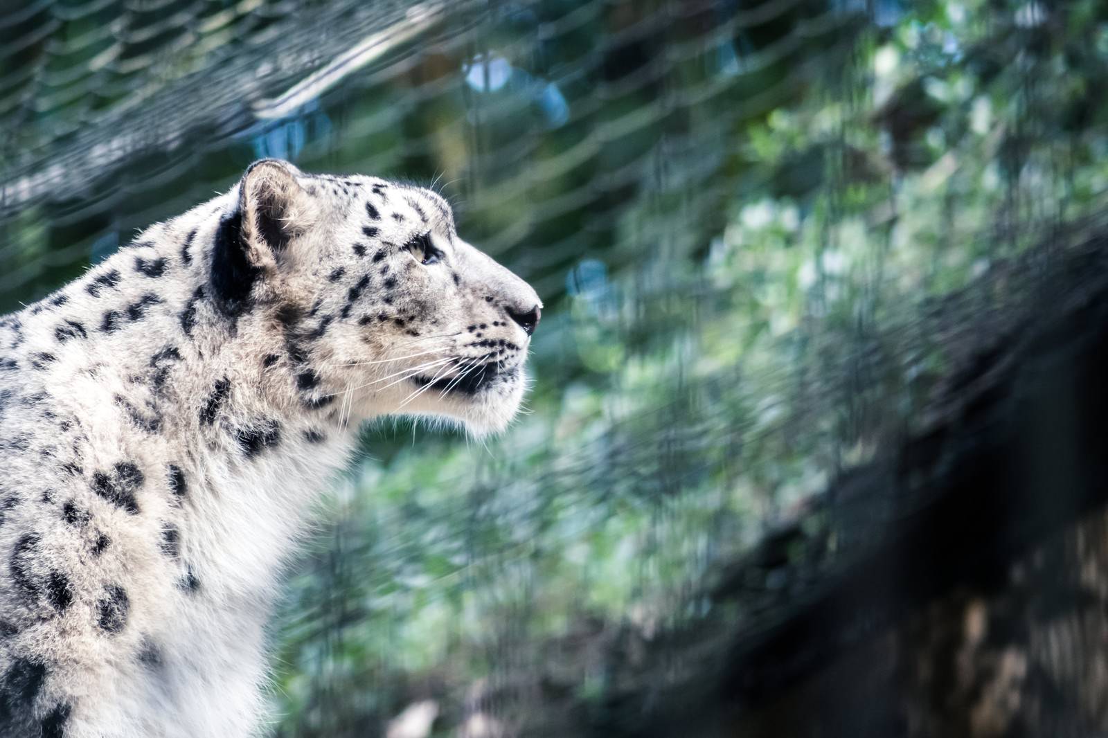 ジャガーの横顔の写真 画像 を無料ダウンロード フリー素材のぱくたそ ジャガーの横顔の写真 画像 を無料ダウンロード フリー素材のぱくたそ