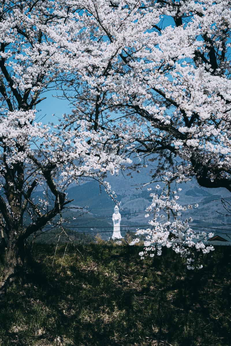 「桜の間から見える会津慈母大観音像 | フリー素材のぱくたそ」の写真