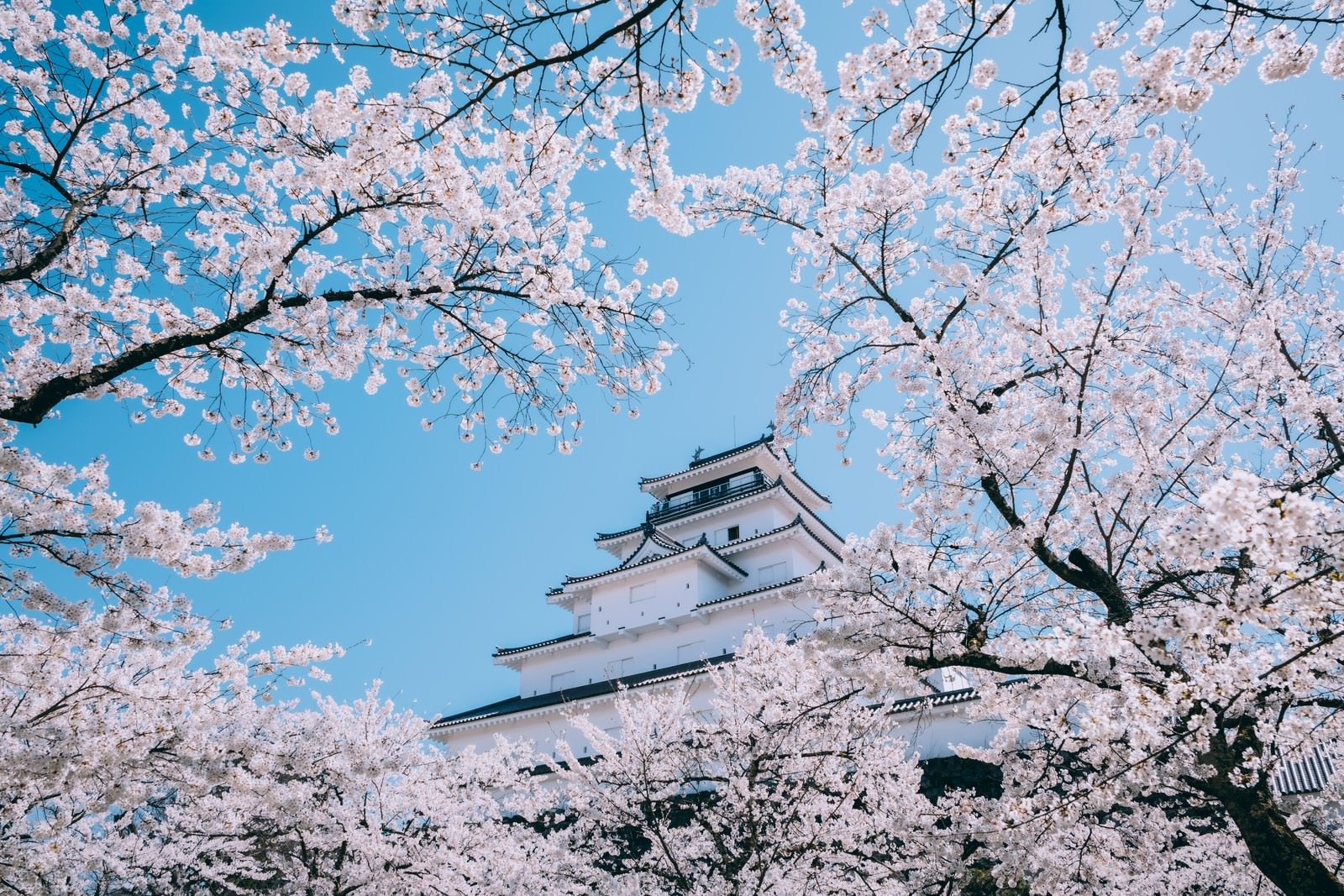 「鶴ヶ城を彩る桜（,福島県会津若松市） | フリー素材のぱくたそ」の写真