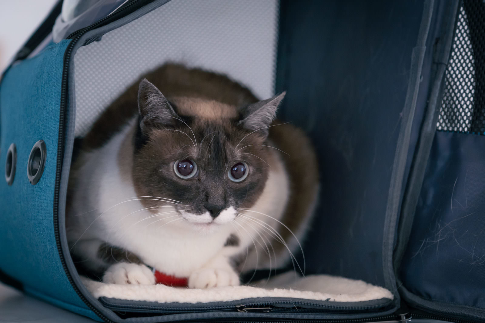 「辺りを気にして猫ボックスから出てこない | フリー素材のぱくたそ」の写真［モデル：プー］