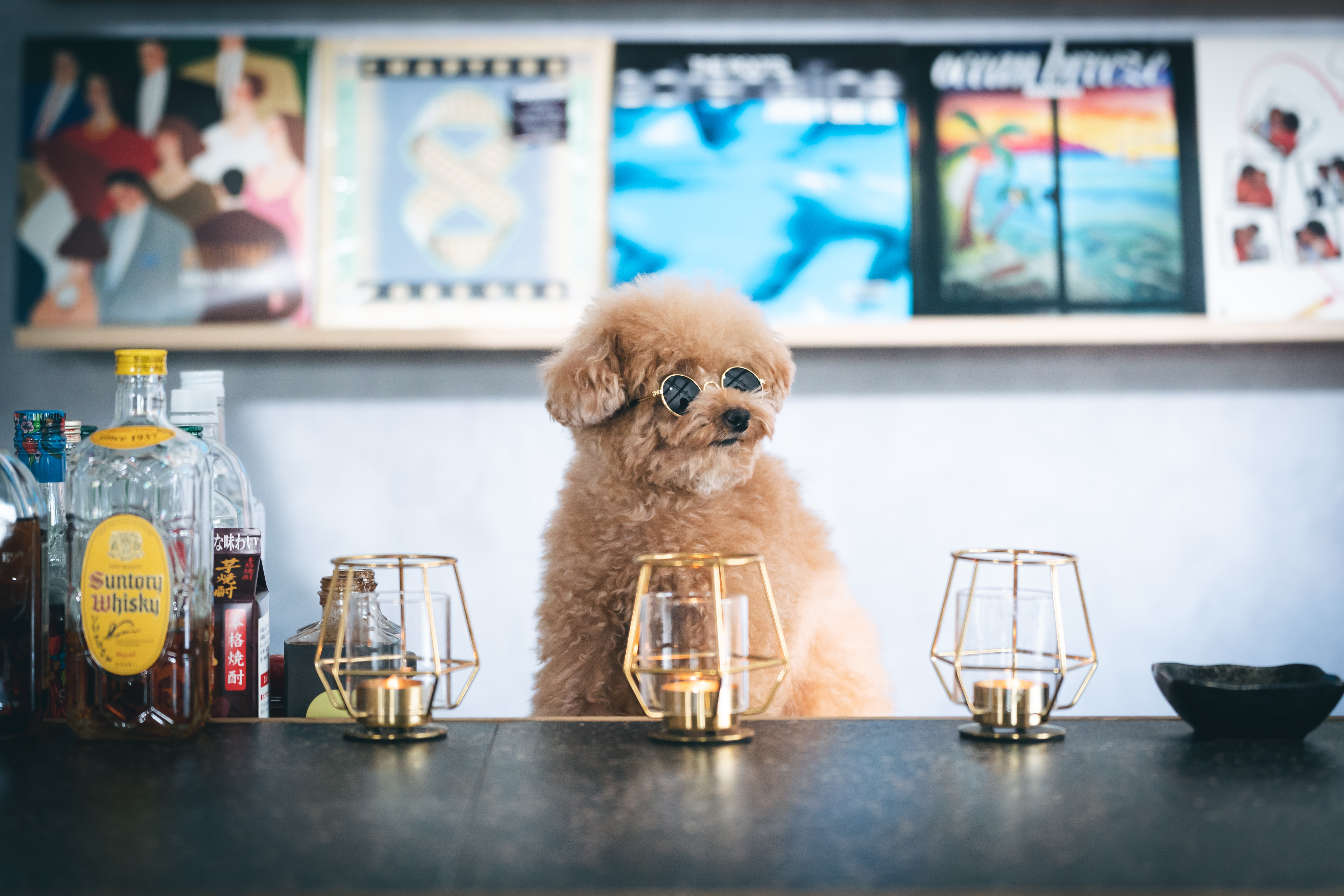 トイプードルのサングラスに反射するbarの天井の写真素材 ぱくたそ
