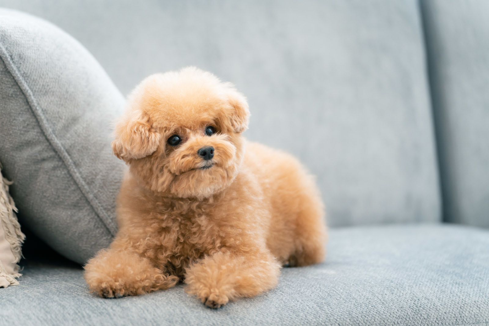 つぶらな瞳で伏せするトイプードルの無料の写真素材 - ID.78945