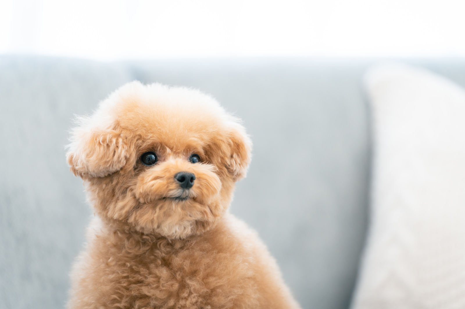 シーグラスアート　NO.83  雨の日のお出掛け。　犬　ワンコ　紫陽花 - 1