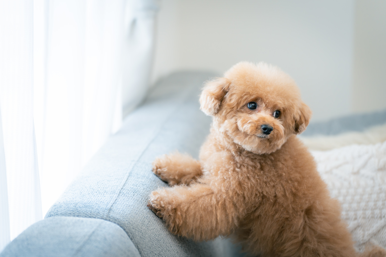 振り返るつぶらな瞳のトイプードルの無料の写真素材 - ID.78981