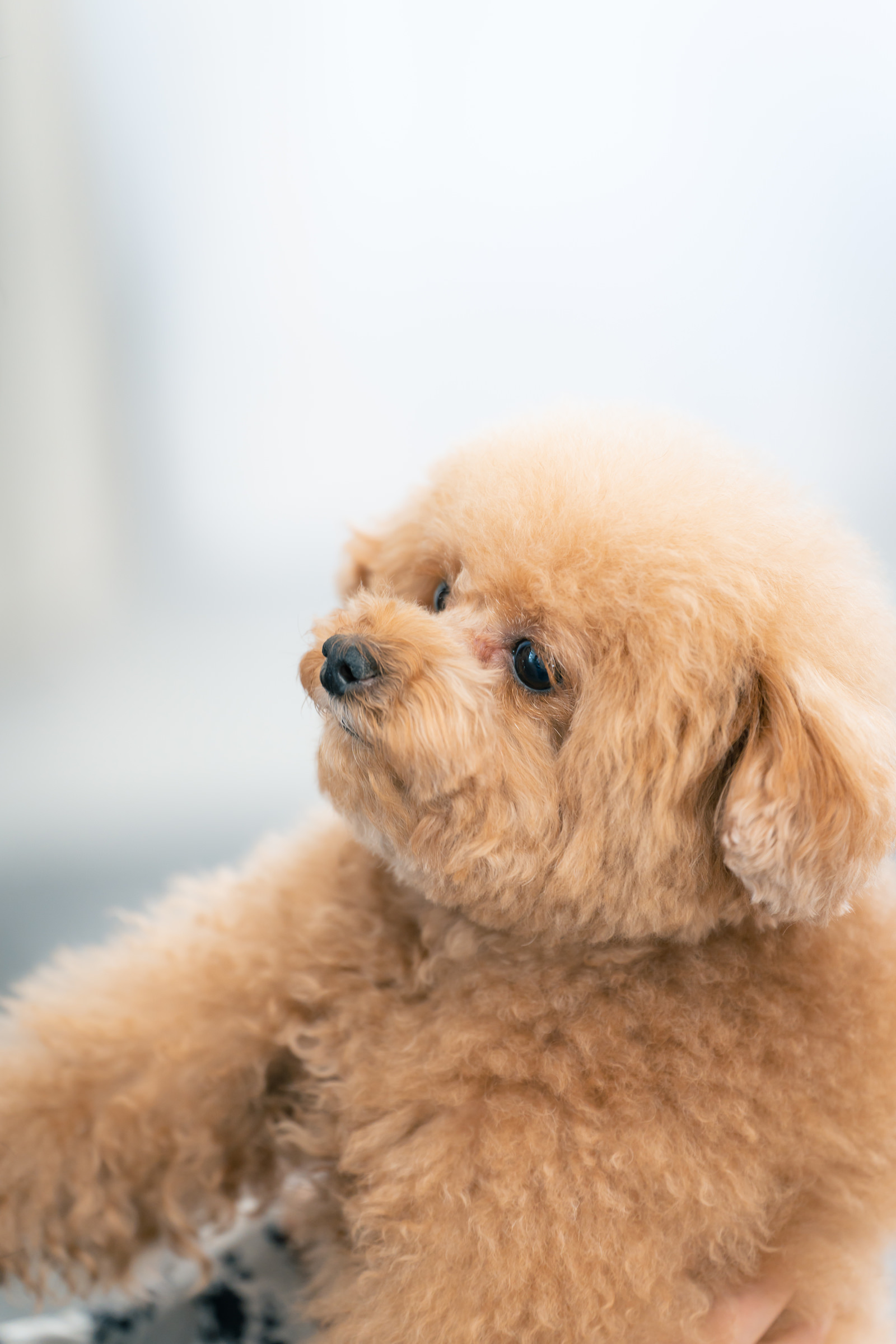 犬のカテゴリに関連する写真素材246枚 ぱくたそ 犬のカテゴリに関連する写真素材246枚 ぱくたそ