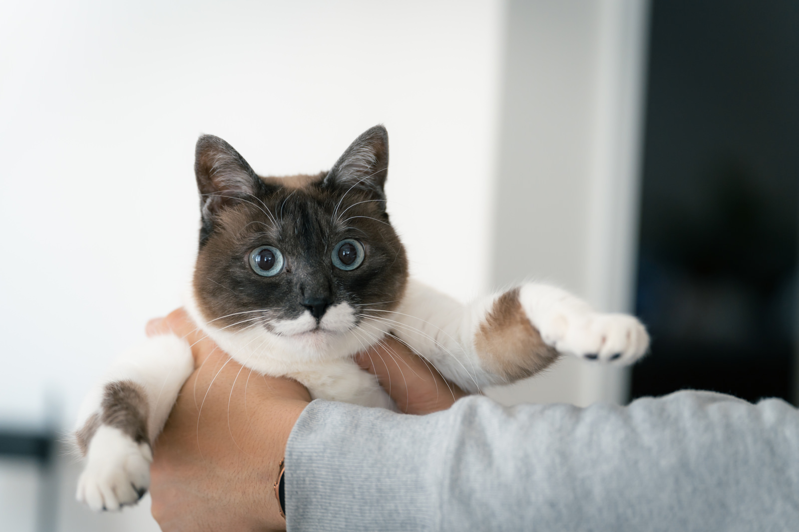 「目を丸くして贖う猫 | フリー素材のぱくたそ」の写真［モデル：プー］
