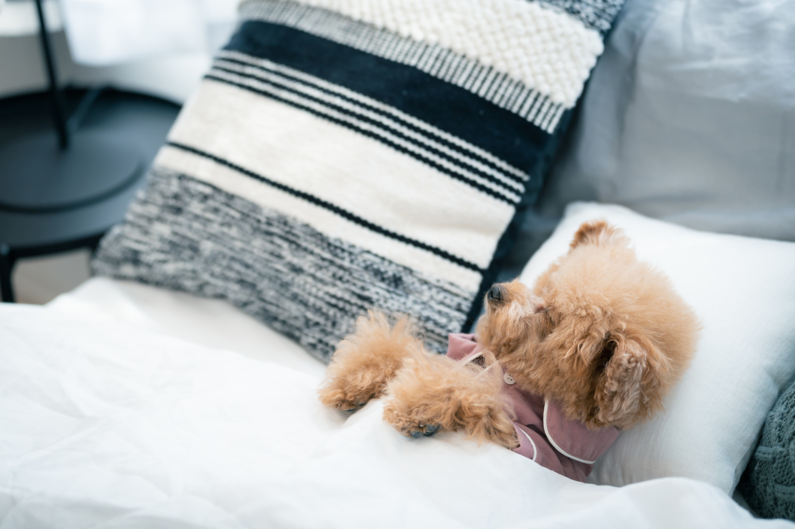 「ベッドでおやすみトイプー（犬）」の写真［モデル：こてつ］