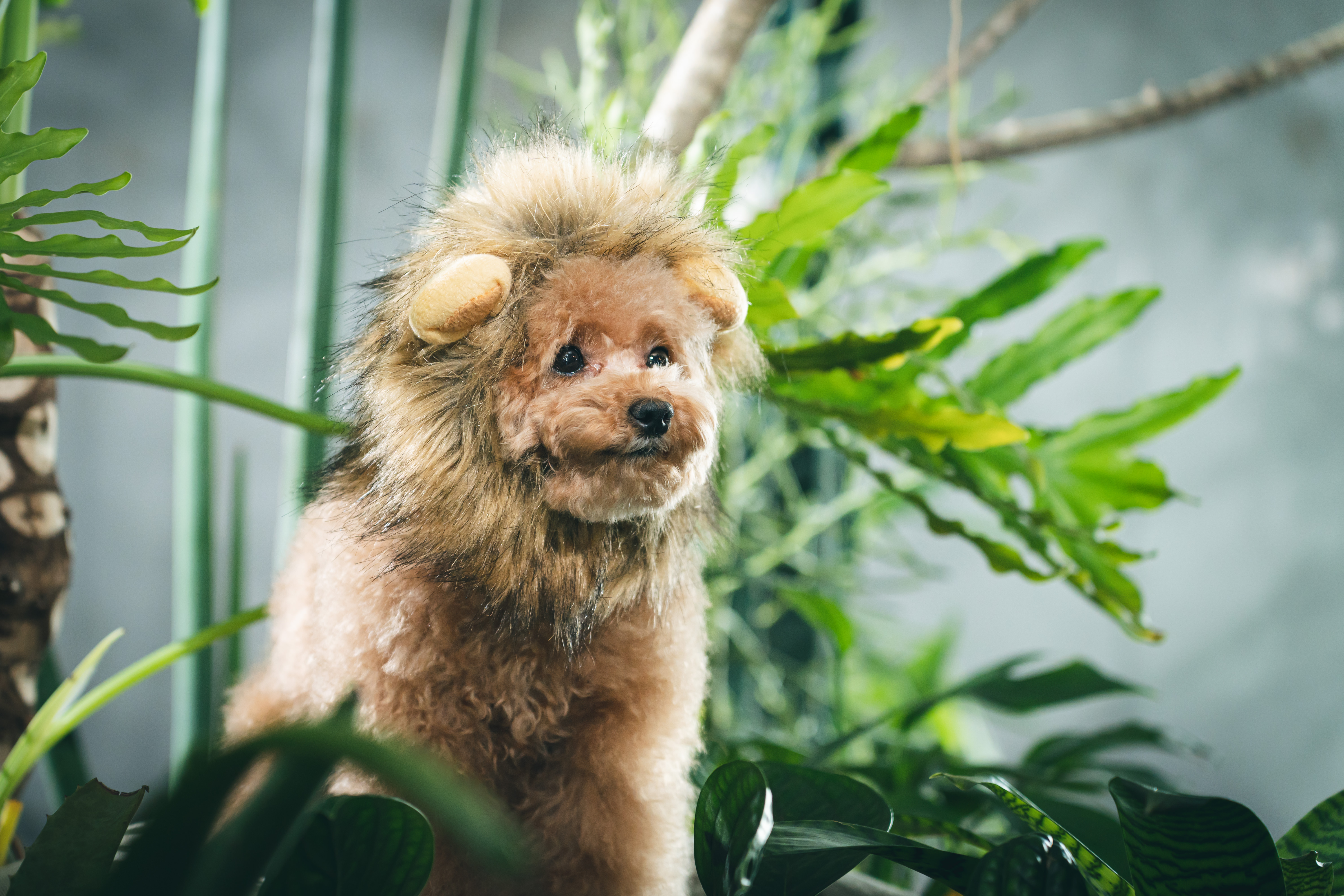 ライオン風コスプレを纏うトイプードル 犬 の写真素材 ぱくたそ