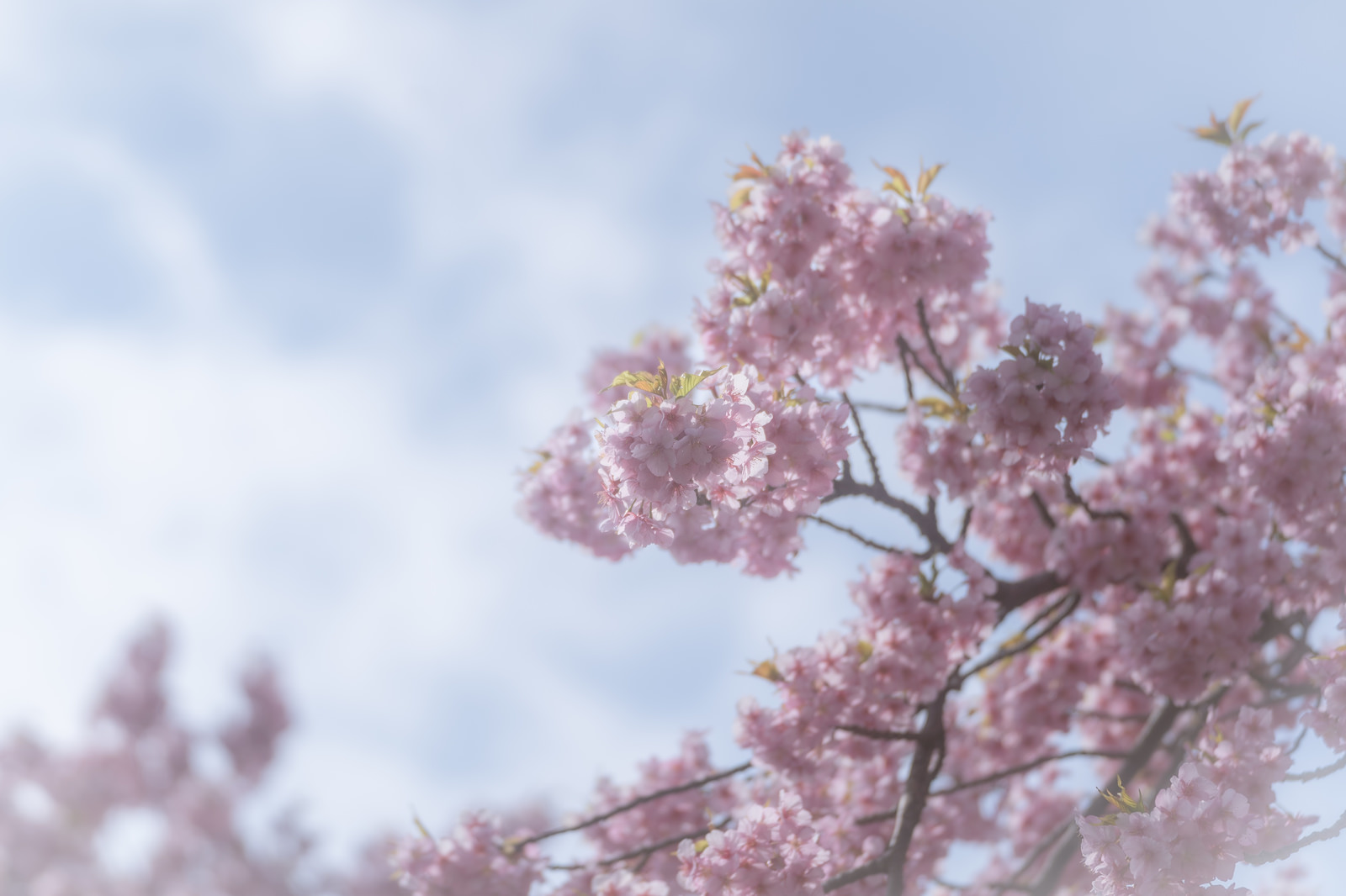 「曇り空と桜」の写真
