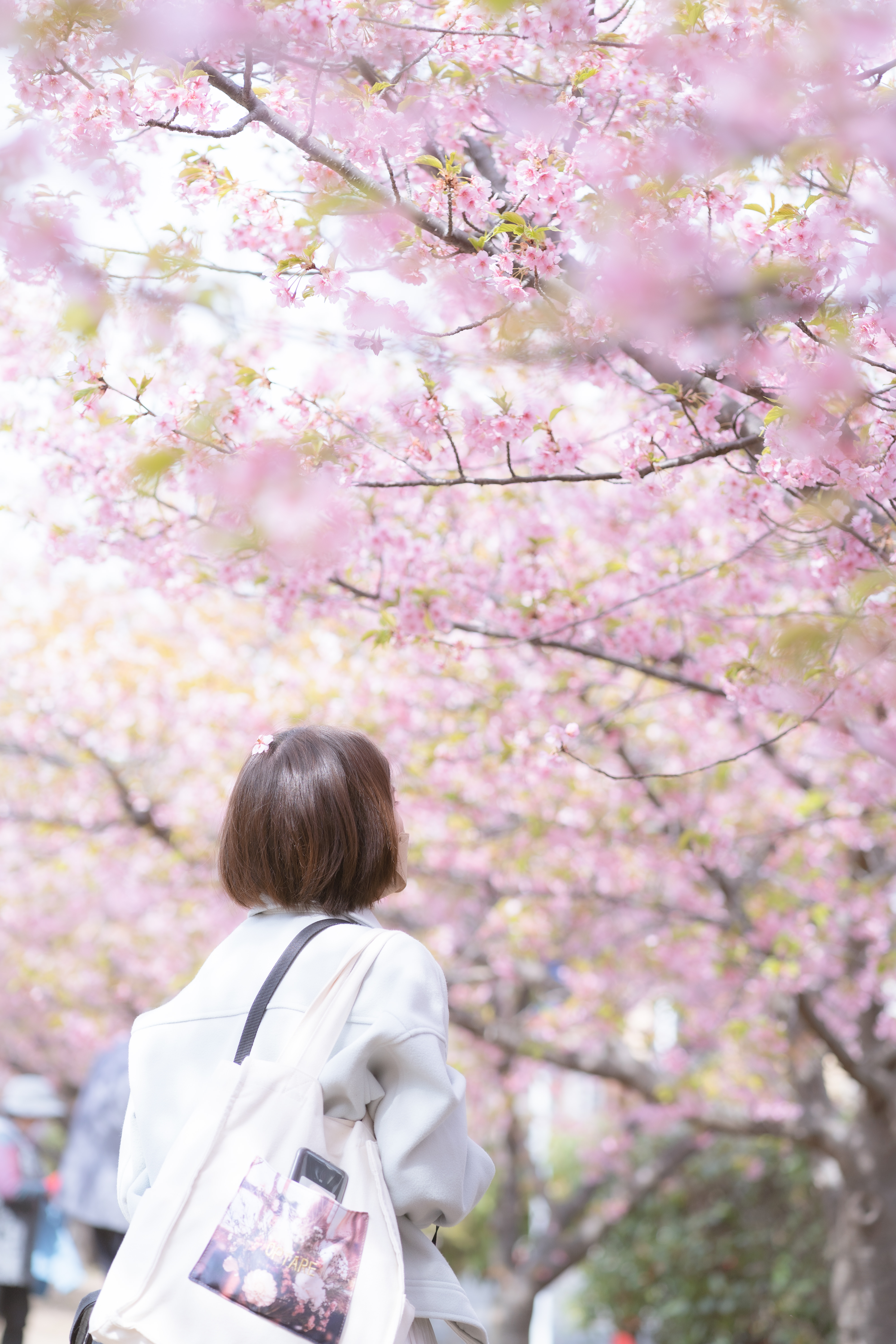満開の桜に見惚れる女性の写真素材 ぱくたそ