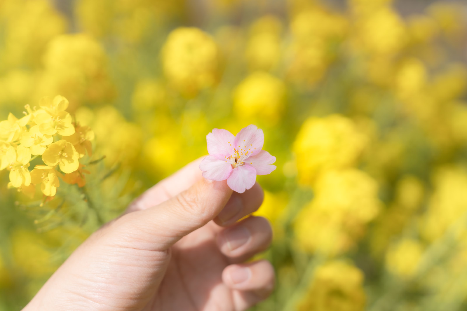 「摘まみ上げた桜の花と菜の花畑 | フリー素材のぱくたそ」の写真