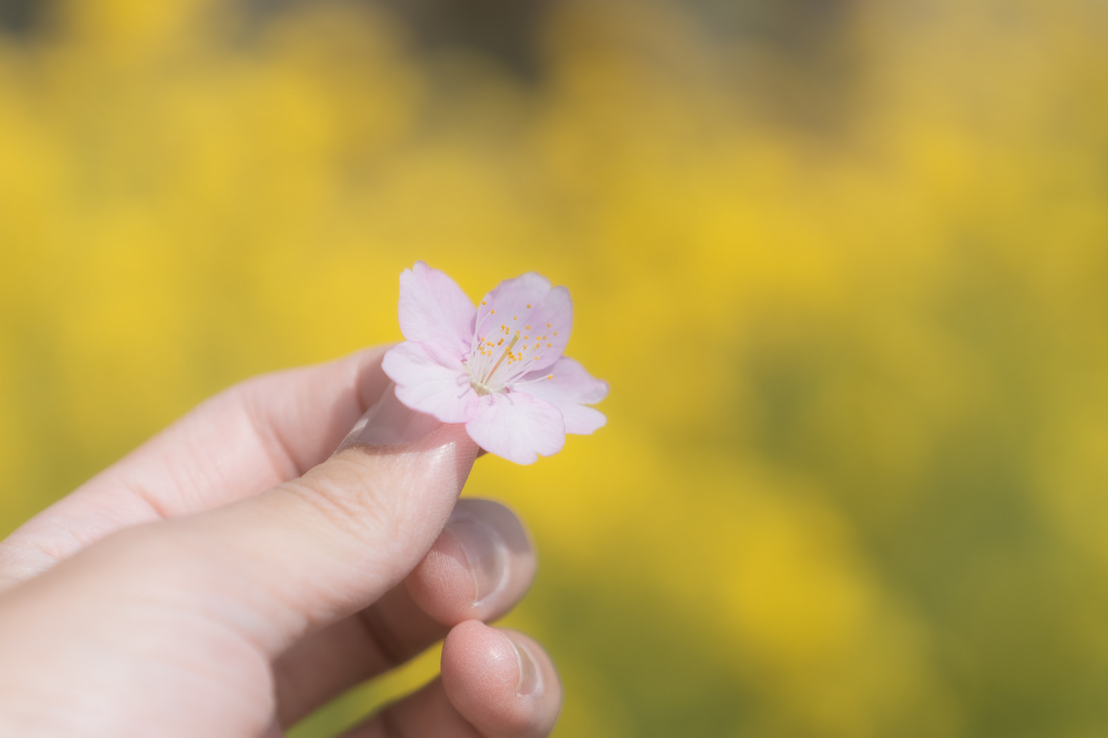 「摘まんだ桜と菜の花畑 | フリー素材のぱくたそ」の写真