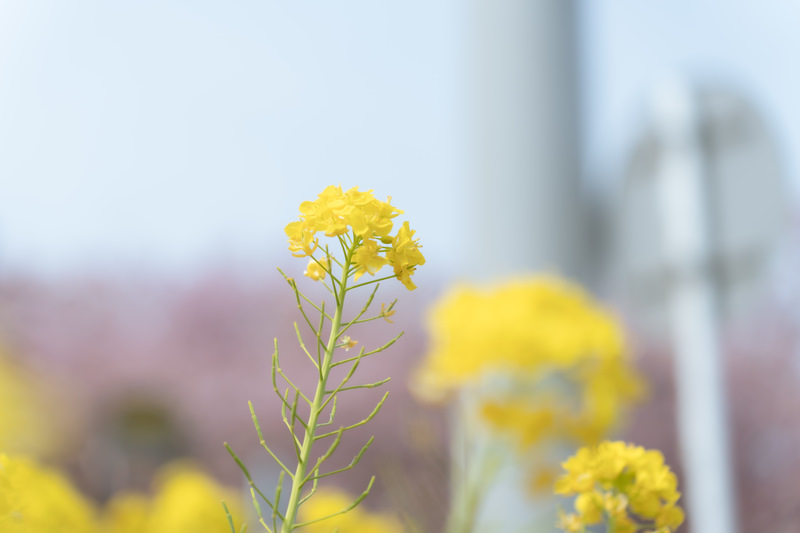 一本だけ背の高い菜の花の無料の写真素材 - ID.78139｜フリー素材 ぱくたそ