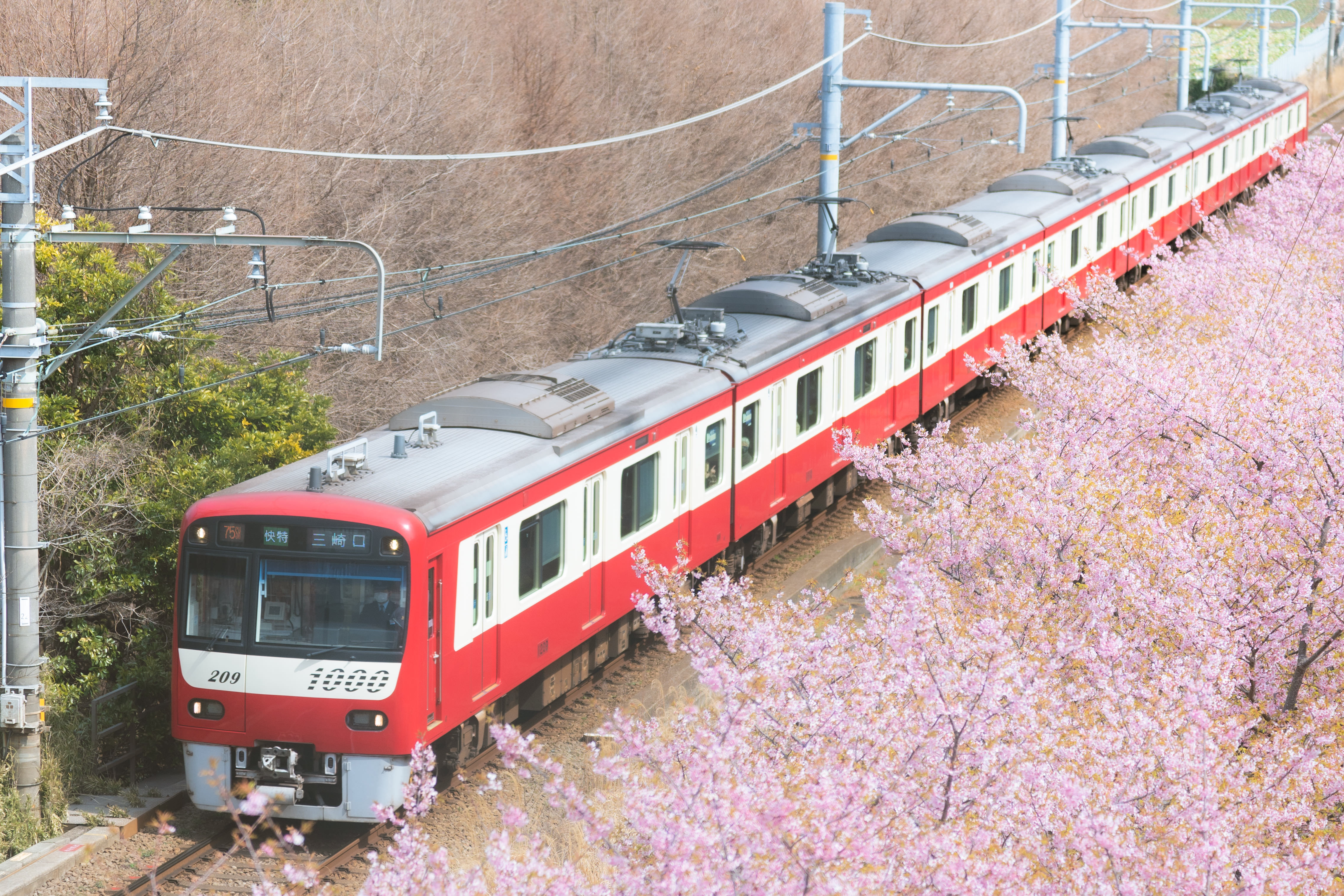 三崎口行きの京急線と線路沿いに咲く河津桜の写真素材 ぱくたそ