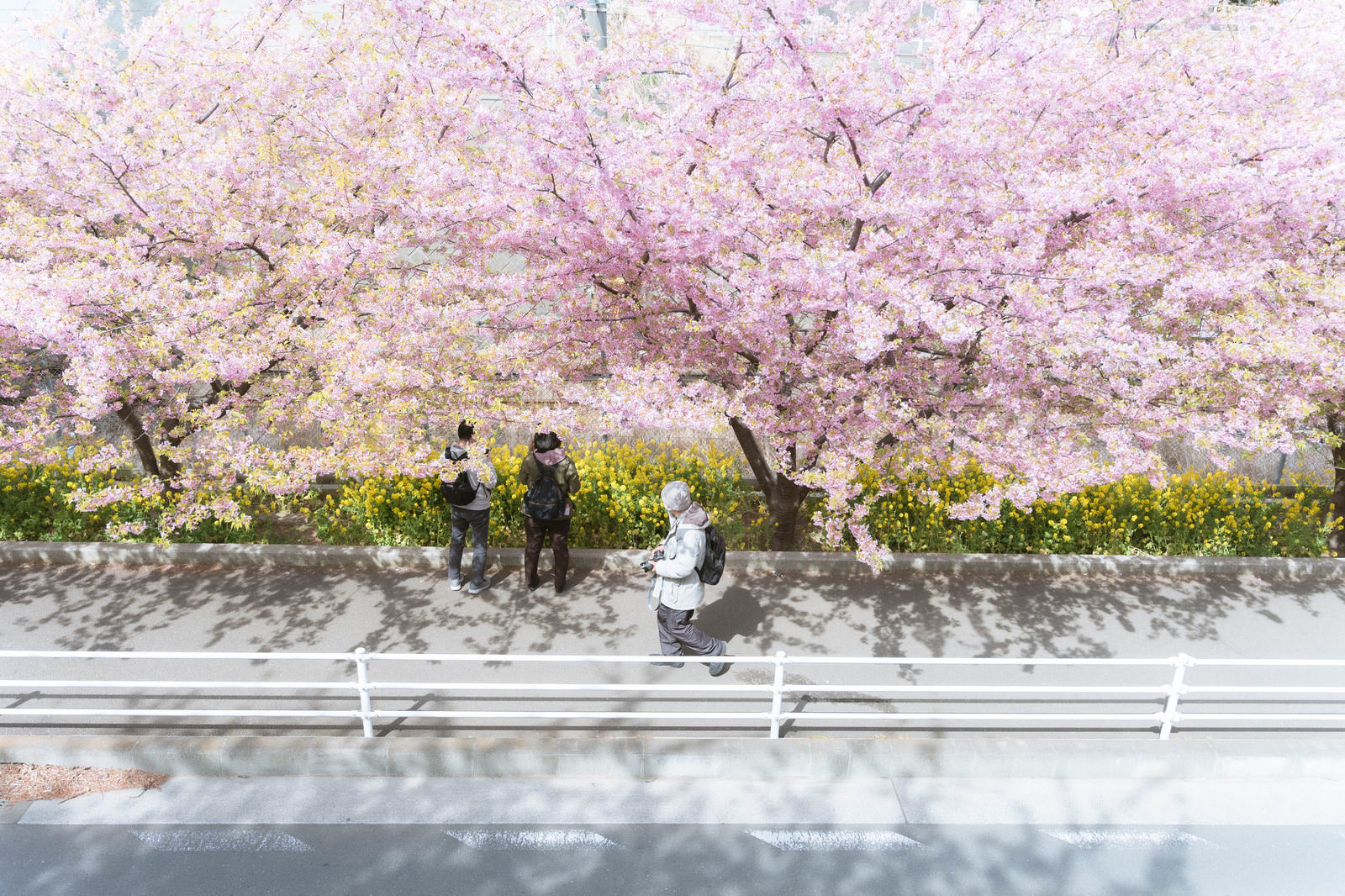 「満開の河津桜を花見する人 | フリー素材のぱくたそ」の写真