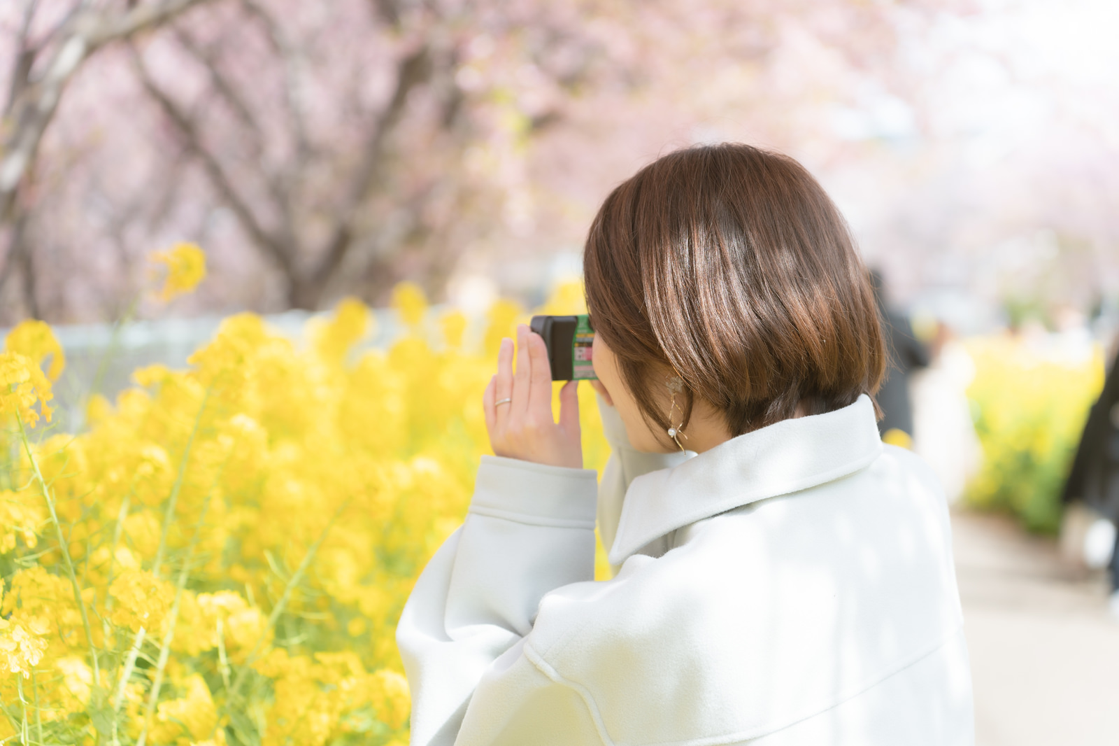 「三浦海岸桜まつりを撮影する女性」の写真
